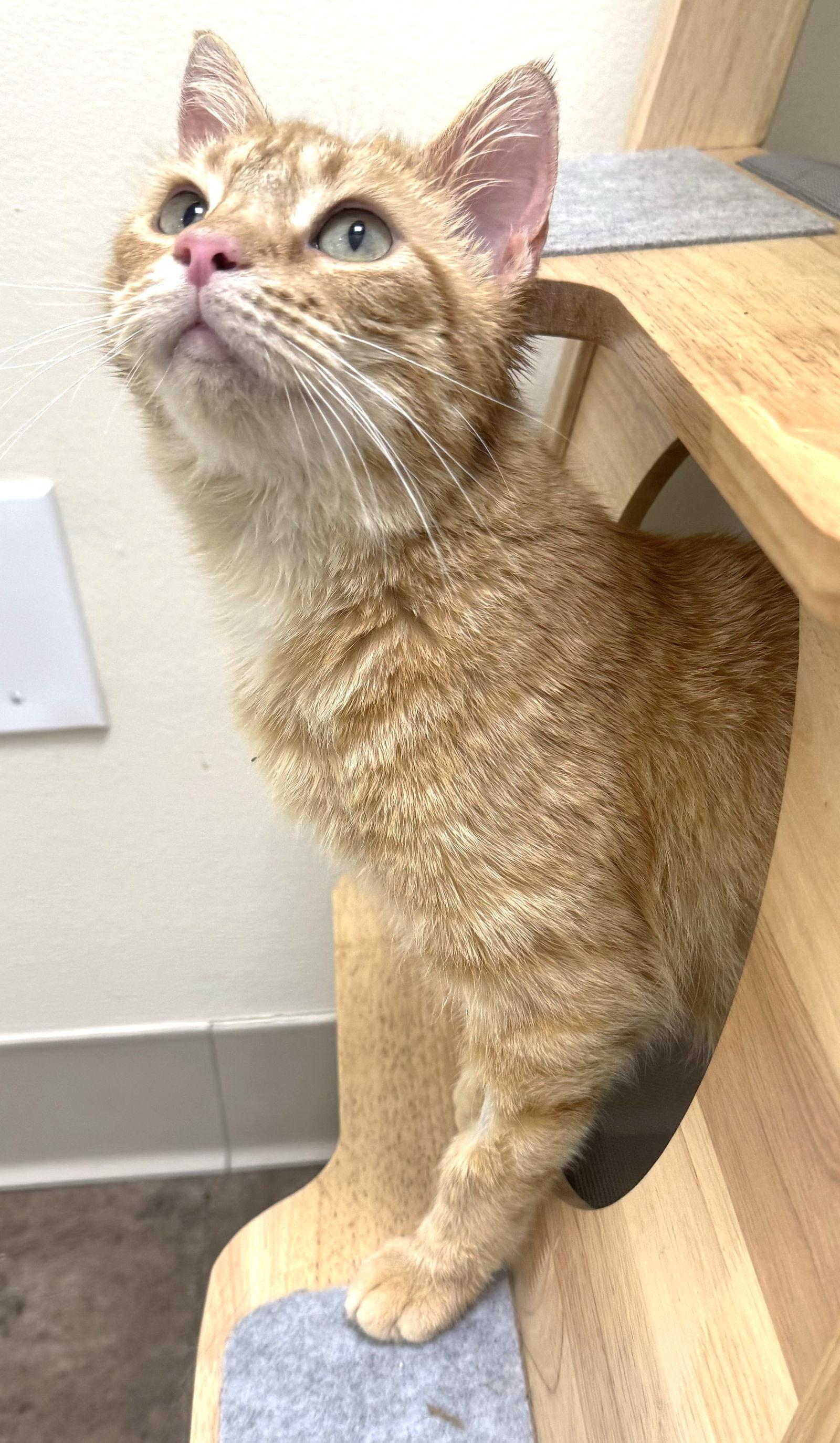 Enlarge Jupiter, a Adopted Domestic Short Hair in Reston, VA image 2/3