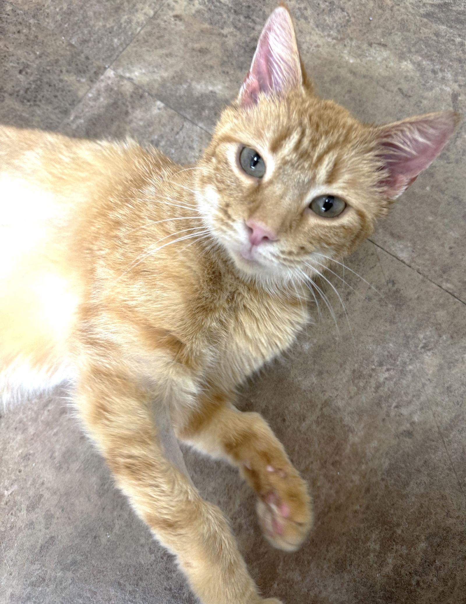 Enlarge Jupiter, a Adopted Domestic Short Hair in Reston, VA image 3/3