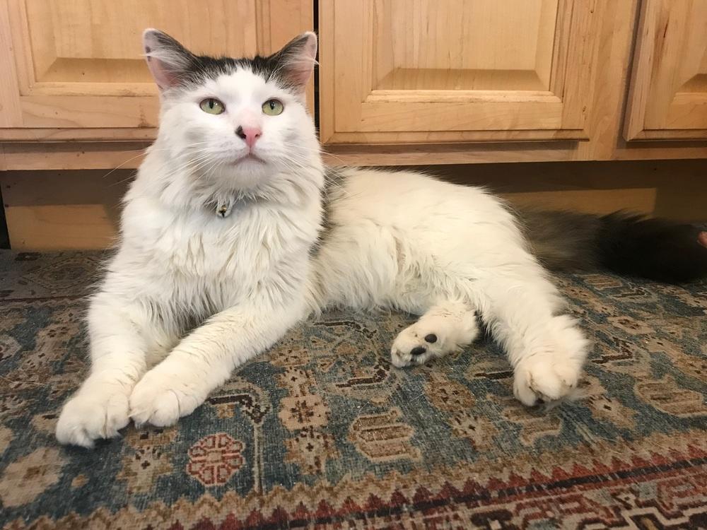 Enlarge Bandit, a Adopted Domestic Medium Hair in Westwood, NJ image 3/6