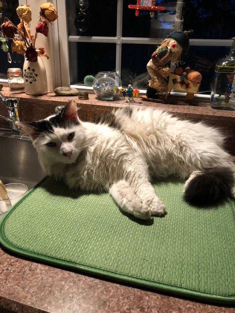 Enlarge Bandit, a Adopted Domestic Medium Hair in Westwood, NJ image 2/3