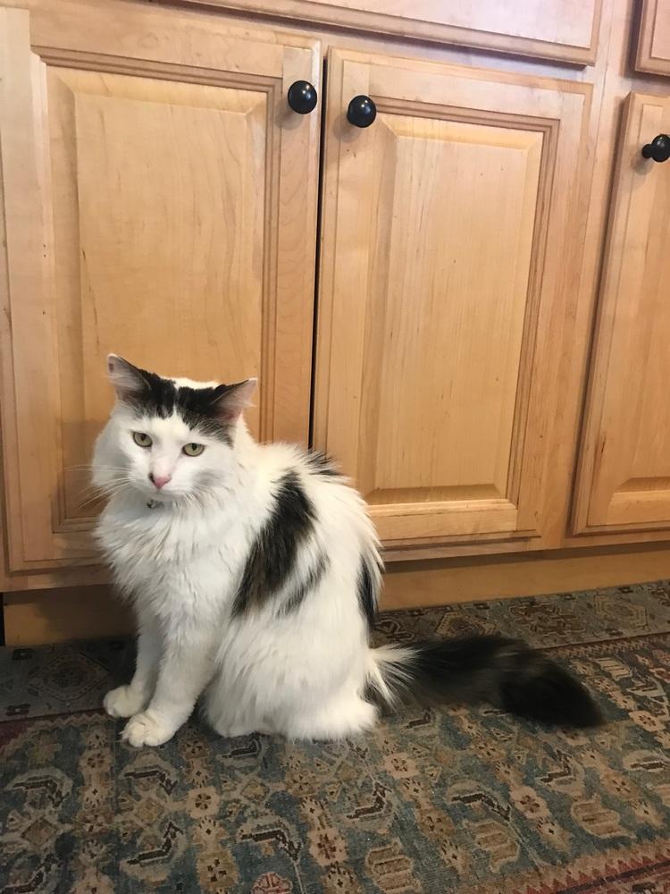 Enlarge Bandit, a Adopted Domestic Medium Hair in Westwood, NJ image 3/3