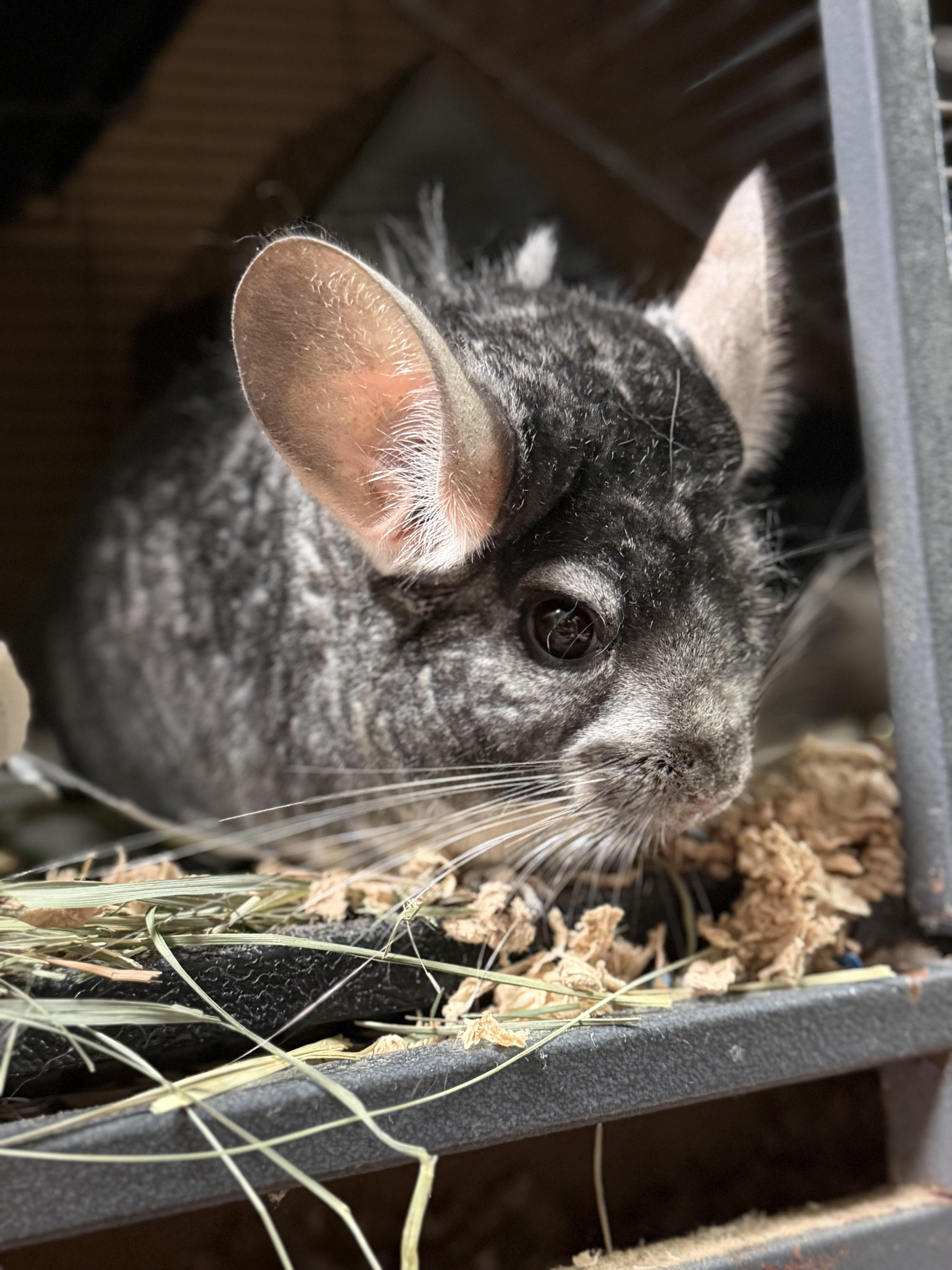 Tucker, a ADOPTABLE Chinchilla in Edinburg, PA image 2/6