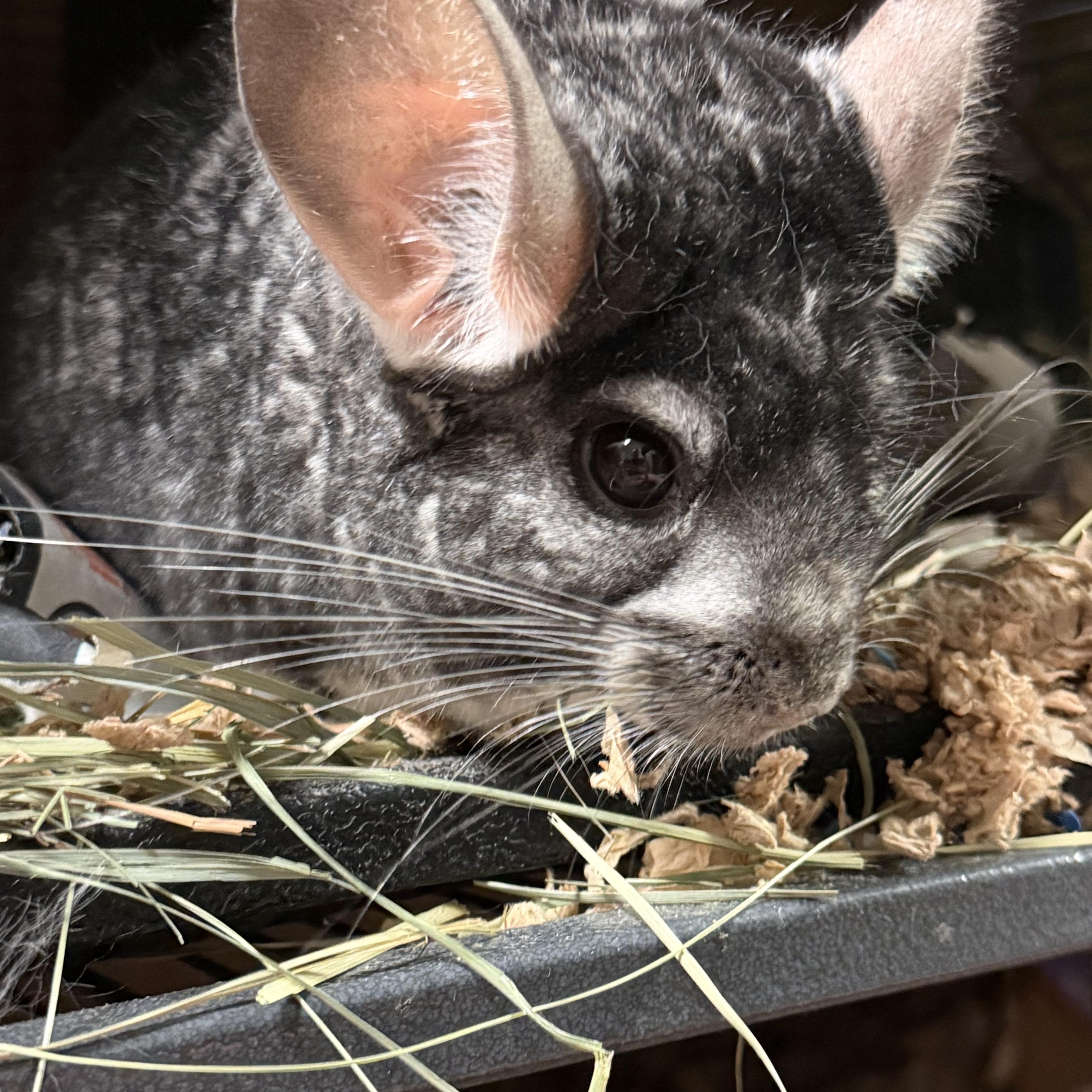 Tucker, a ADOPTABLE Chinchilla in Edinburg, PA image 4/6