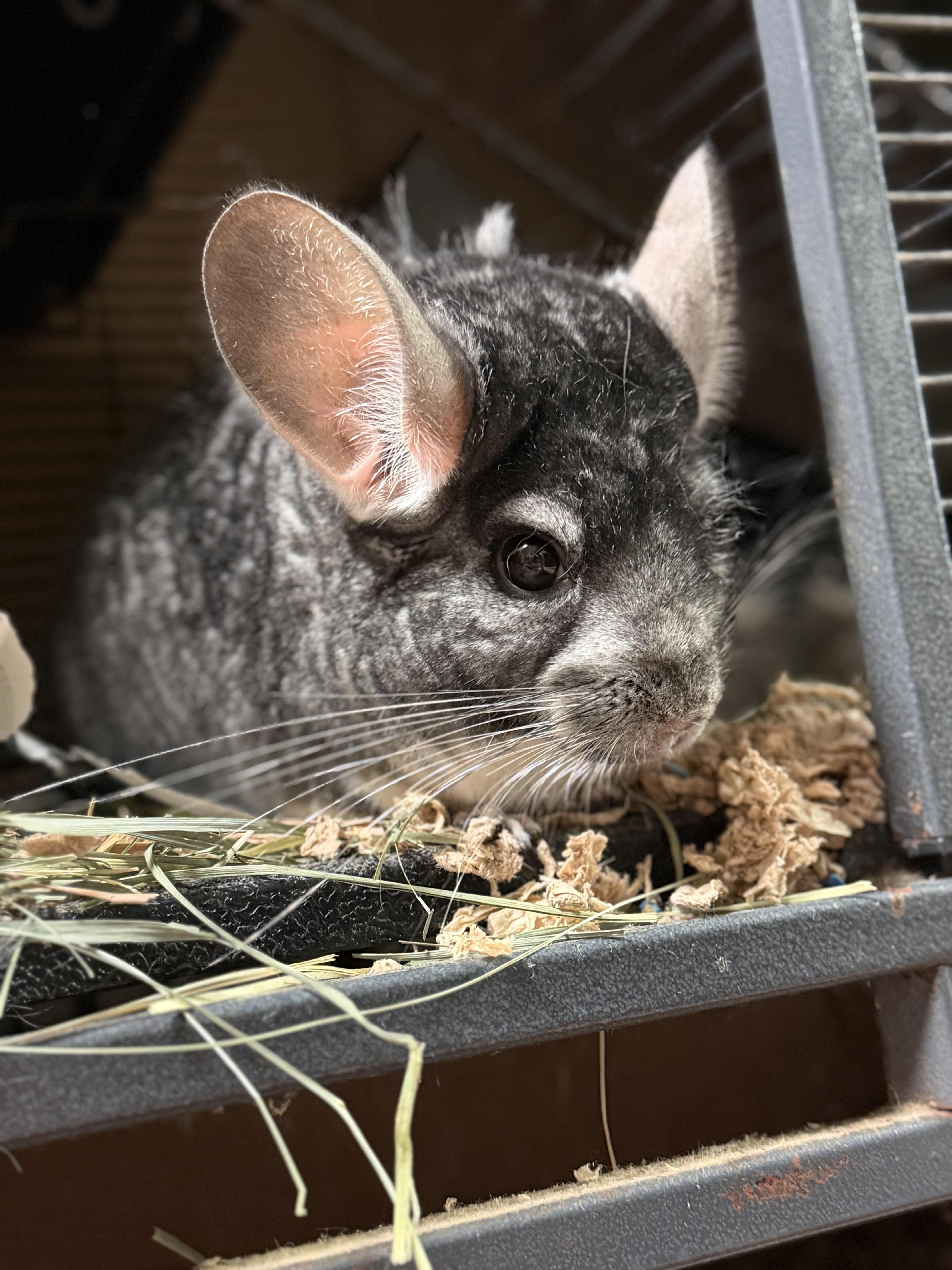 Tucker, ADOPTABLE, Adult Male Chinchilla.