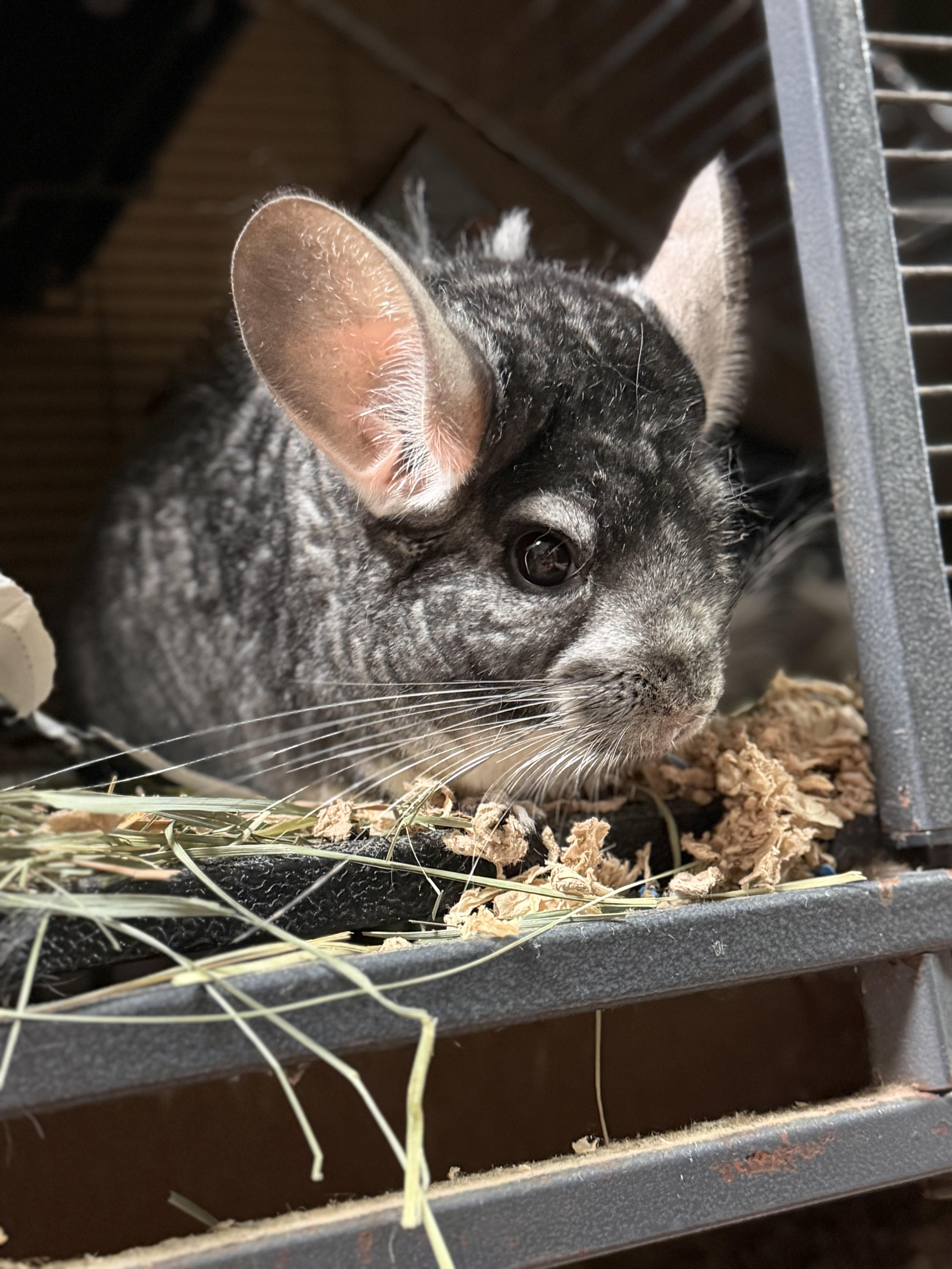 Tucker, a ADOPTABLE Chinchilla in Edinburg, PA image 5/6