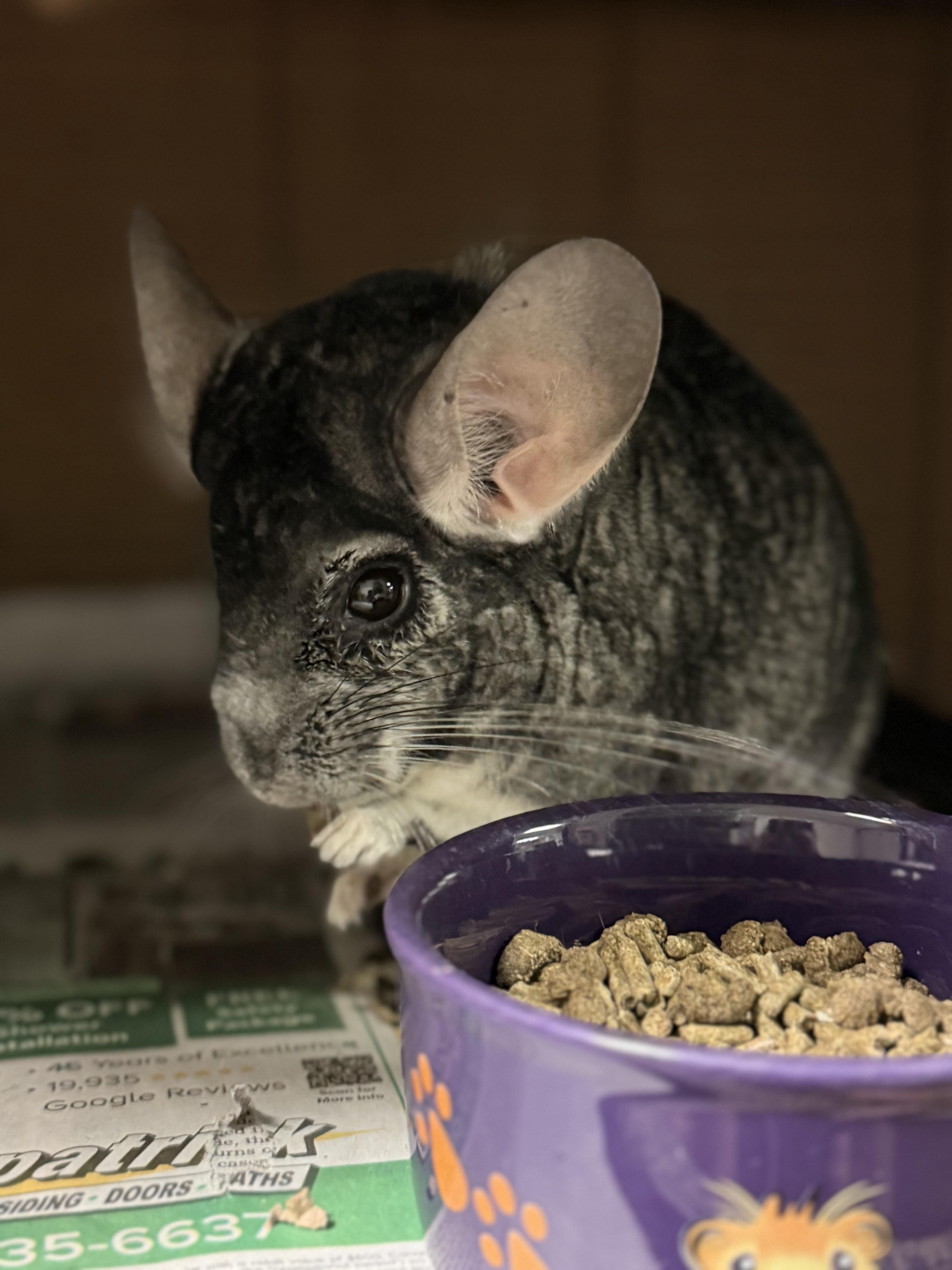 Tucker, a ADOPTABLE Chinchilla in Edinburg, PA image 3/6