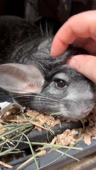 Enlarge Tucker, a ADOPTABLE Chinchilla in Edinburg, PA video 6/6