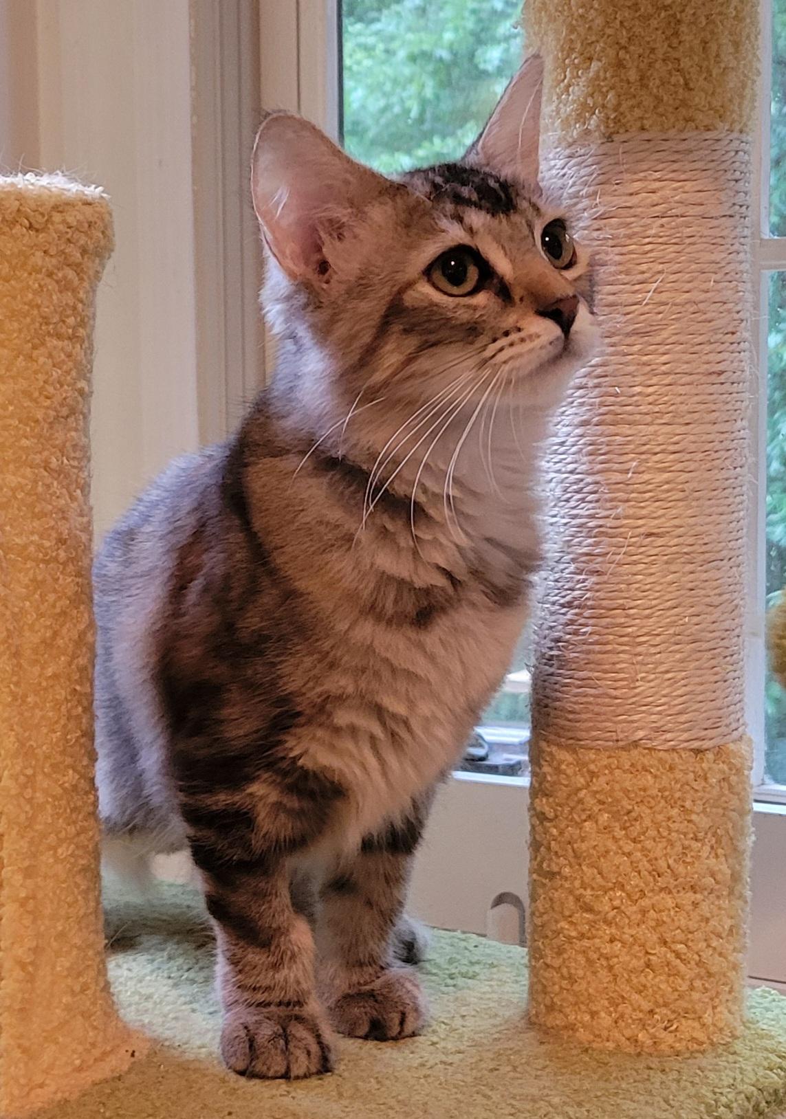 Jazzy, ADOPTABLE, Kitten Female Domestic Long Hair.