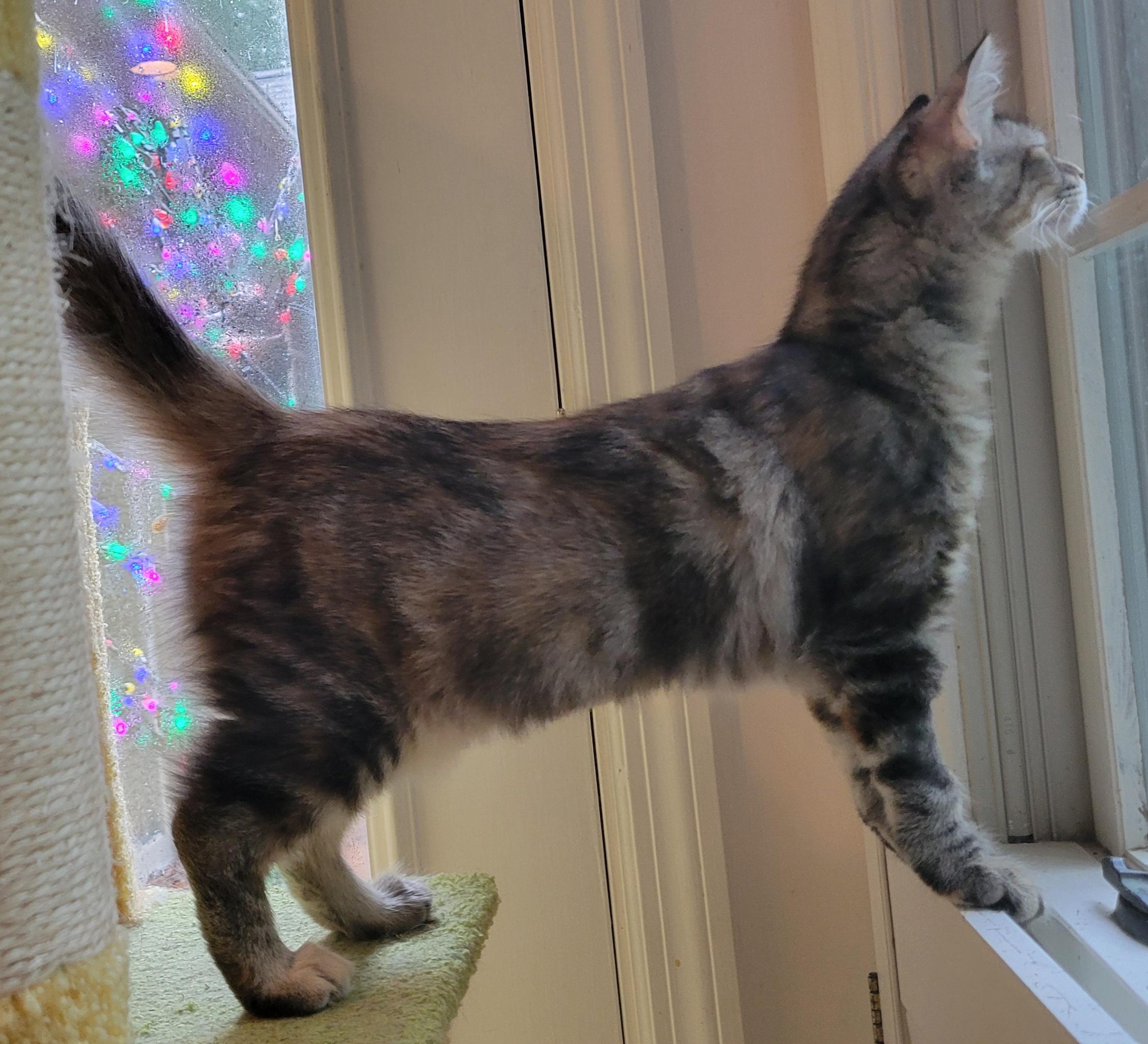 Jazzy, a ADOPTABLE Domestic Long Hair in Knoxville, TN image 2/2