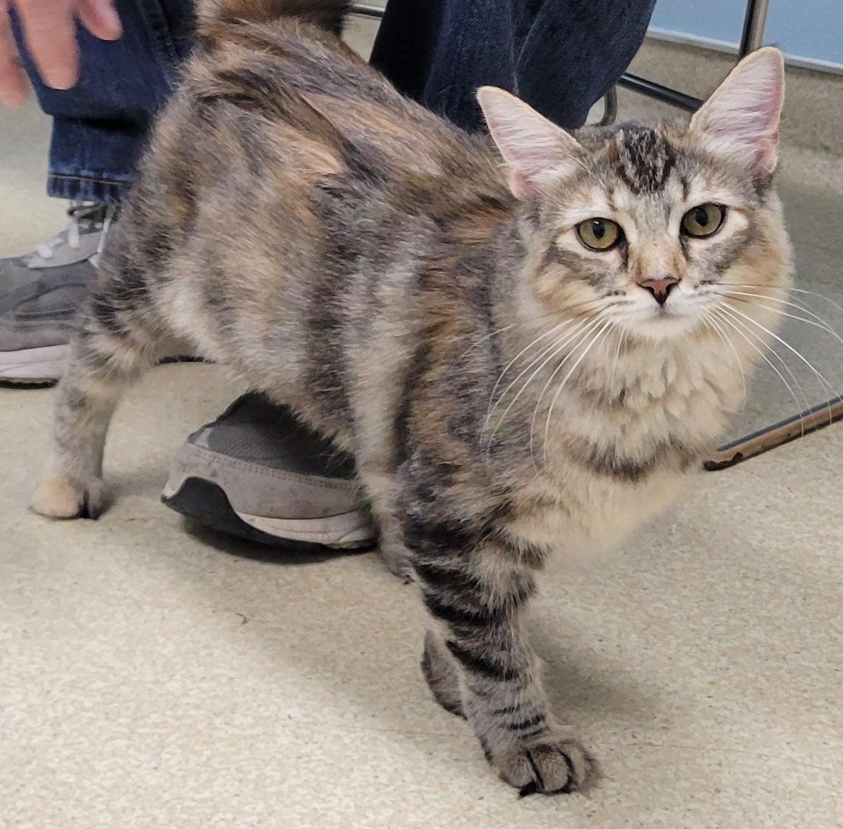 Jazzy, ADOPTABLE, Kitten Female Domestic Long Hair.