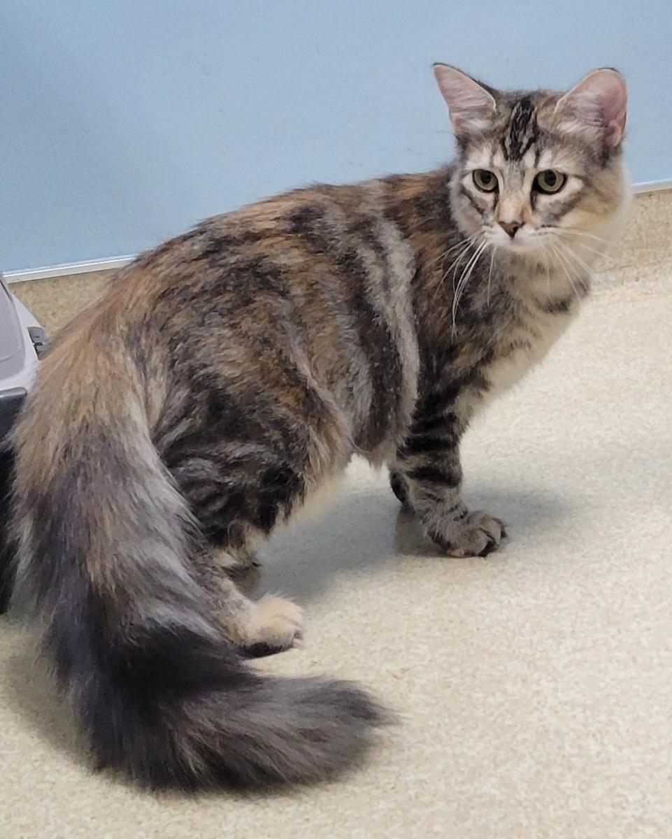 Enlarge Jazzy, a Adopted Domestic Long Hair in Knoxville, TN image 2/4