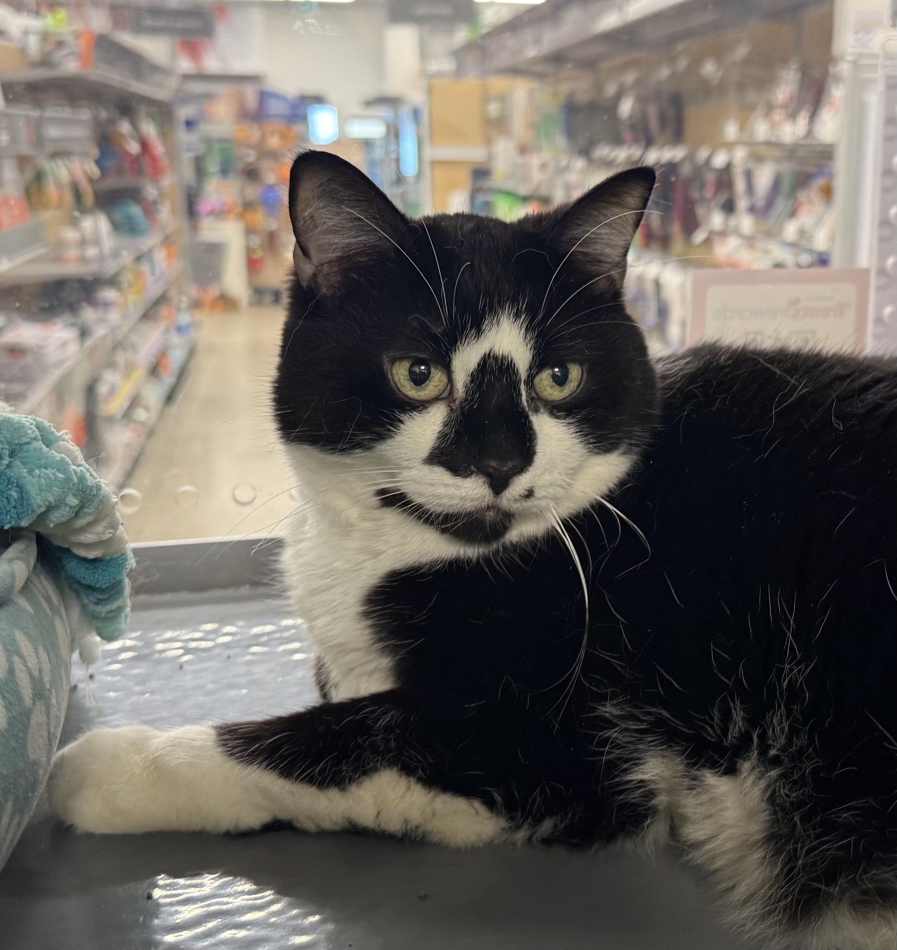 River, a ADOPTABLE Domestic Short Hair in Pickering, ON image 2/2