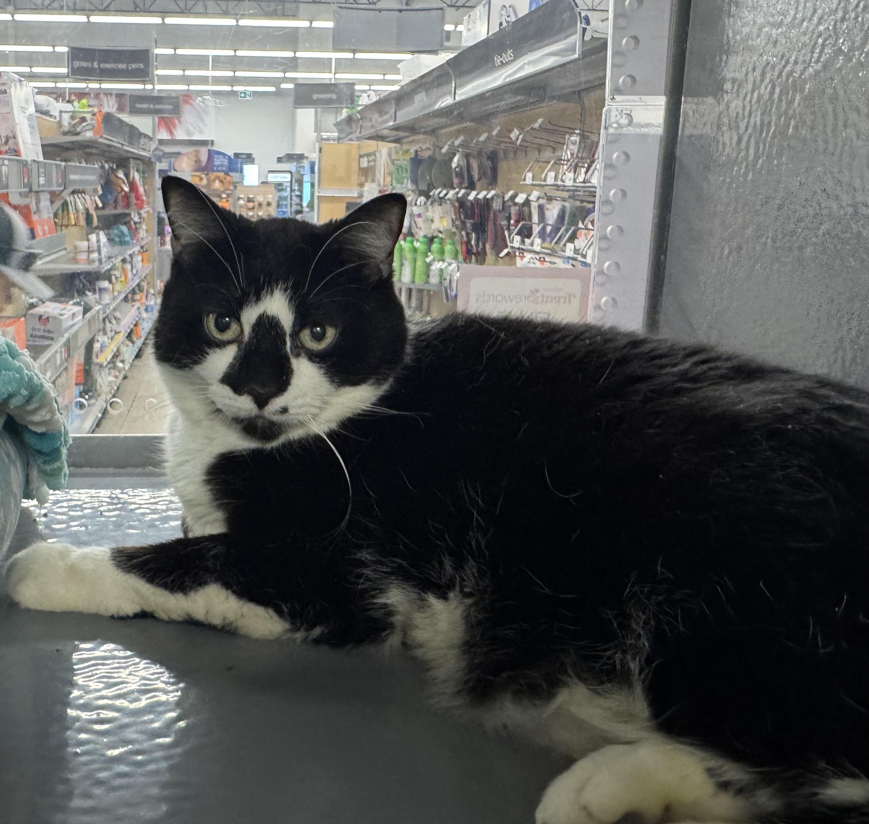 River, ADOPTABLE, Adult Male Domestic Short Hair.