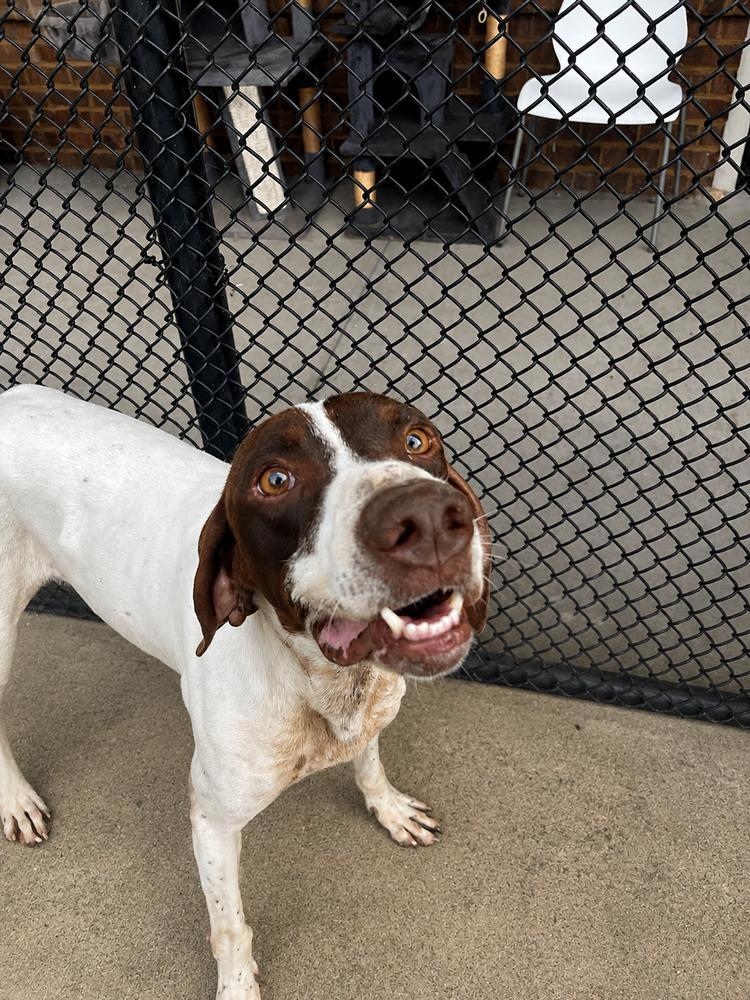 Hawk, Adoptable, Adult Male English Pointer.