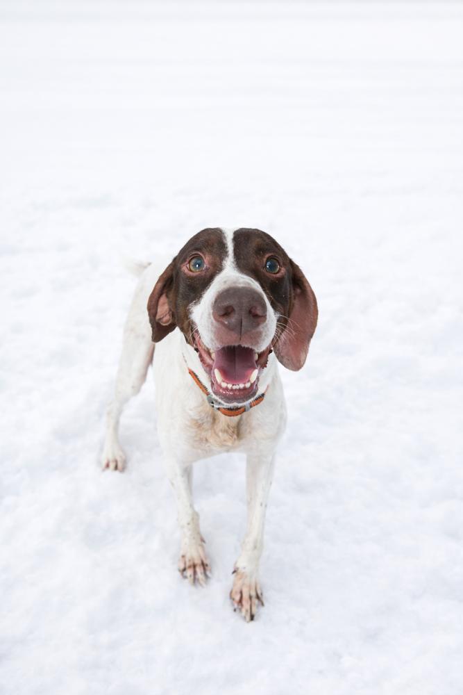 Enlarge Hawk, a Adoptable mixed breed in Dickson, TN image 1/1