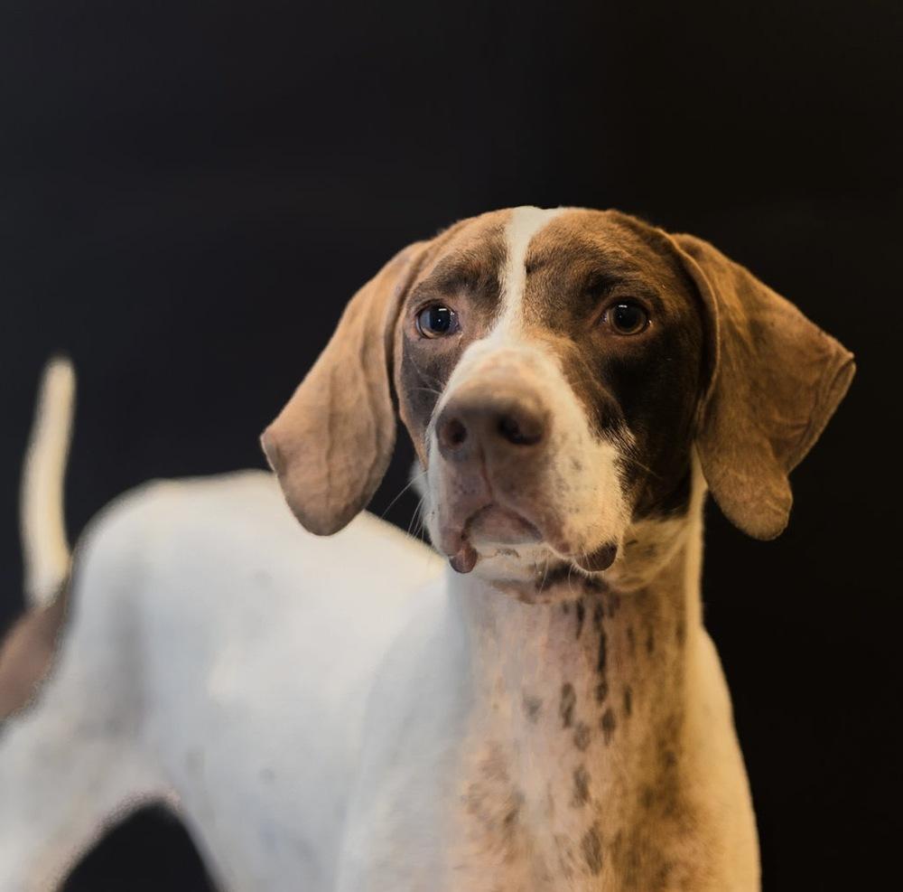 Hawk, a Adoptable mixed breed in Dickson, TN image 3/3