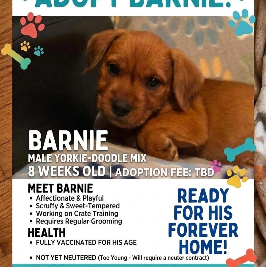 Enlarge Barnie, a Adopted mixed breed in Campton, KY image 2/5