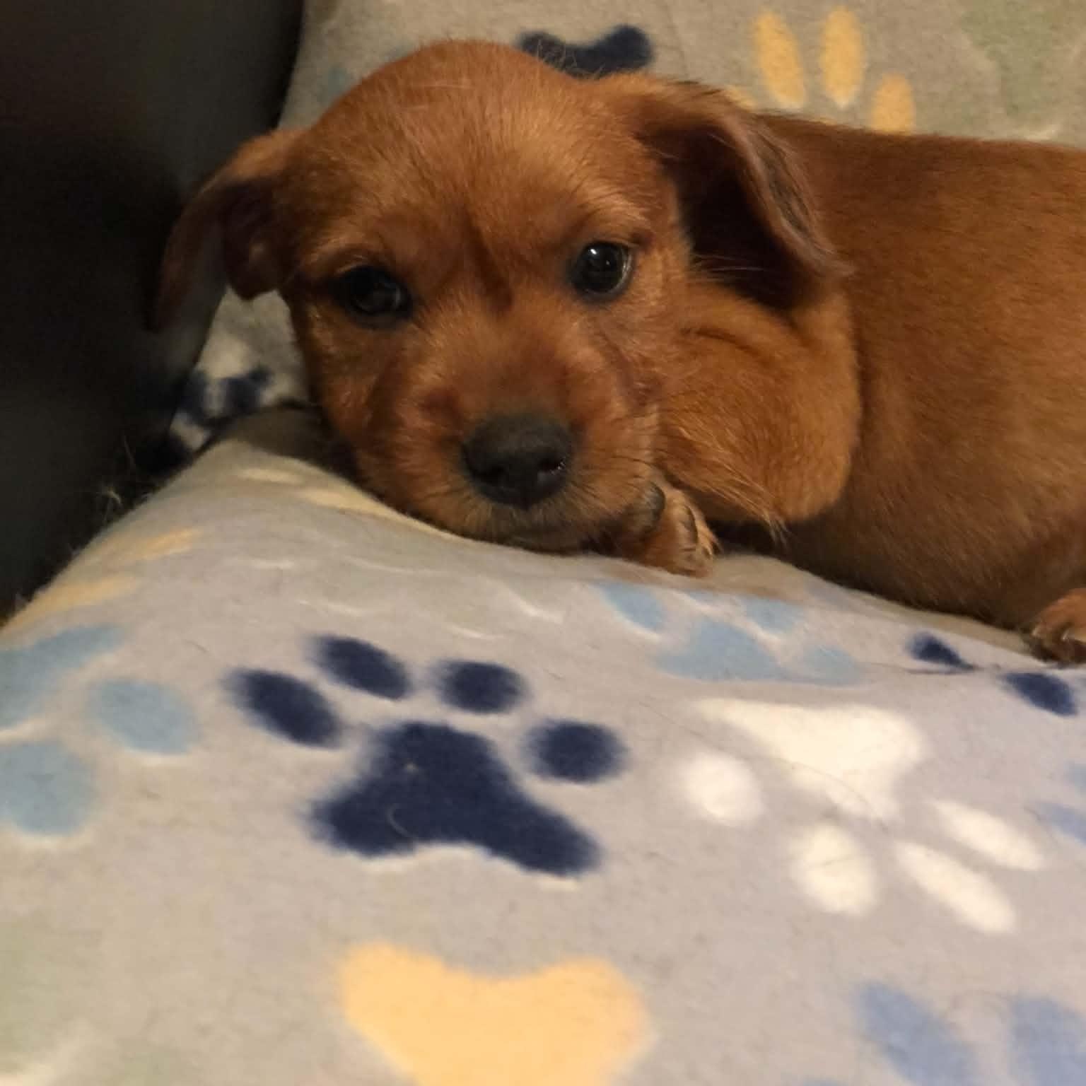 Barnie, Adopted, Puppy Male Yorkie Poo & Standard Poodle.