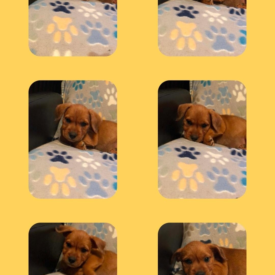 Enlarge Barnie, a Adopted mixed breed in Campton, KY image 5/5