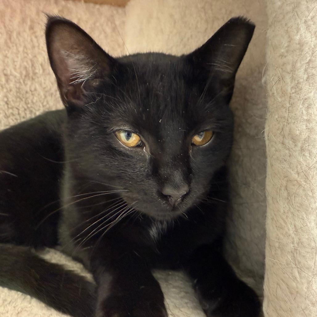 Enlarge Sun, a Adoptable Domestic Short Hair in Thomaston, ME image 1/1