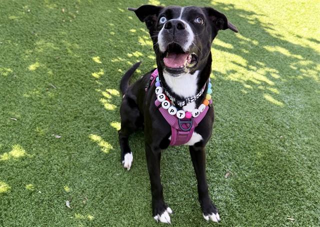 STORM, Adoptable, Adult Female Labrador Retriever & Mixed Breed.