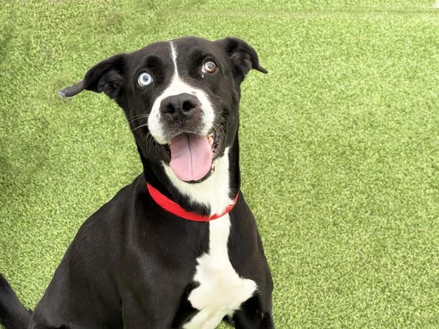 STORM, Adoptable, Adult Female Labrador Retriever & Mixed Breed.