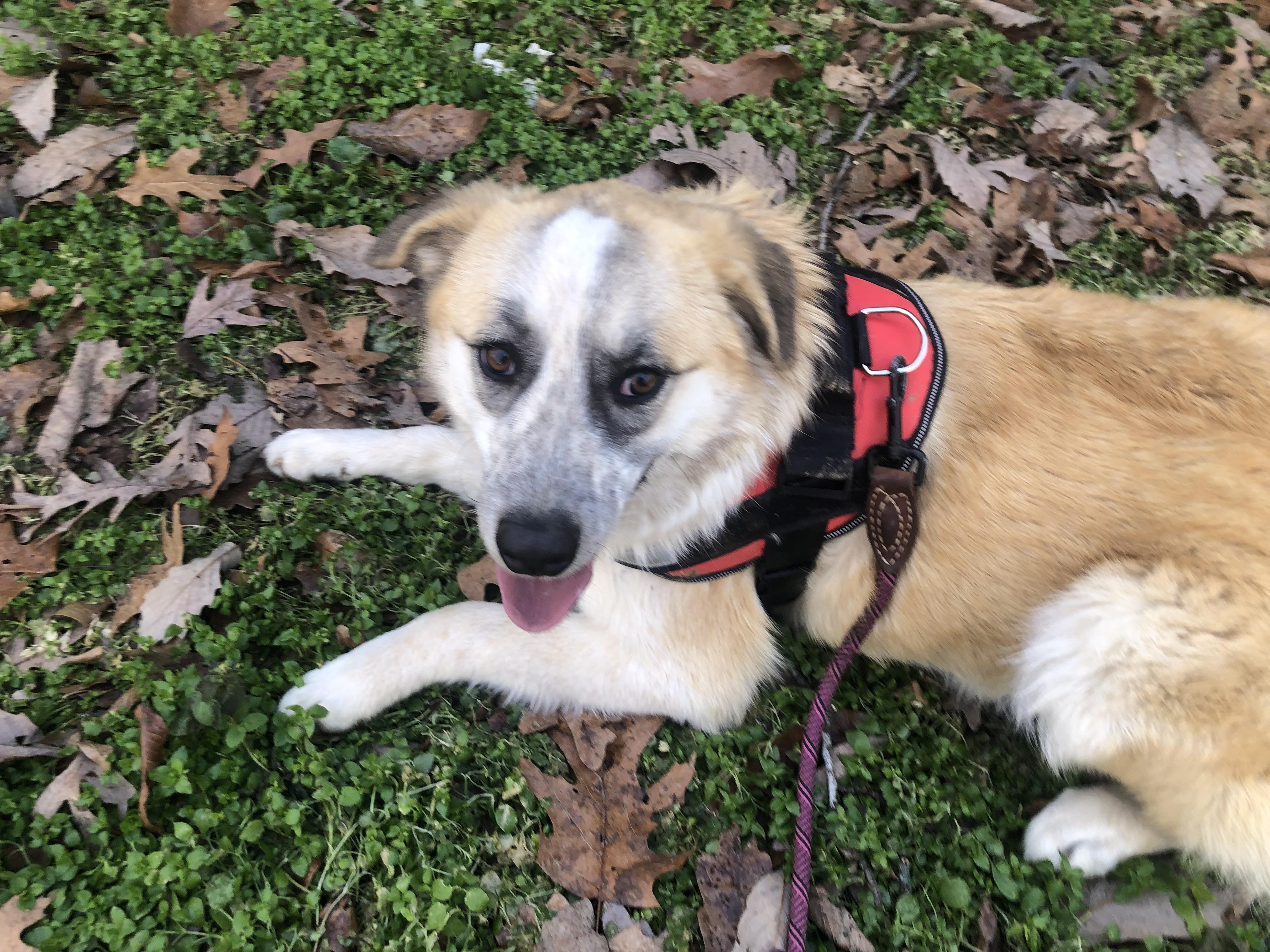 Izzy, Adoptable, Young Female Retriever.