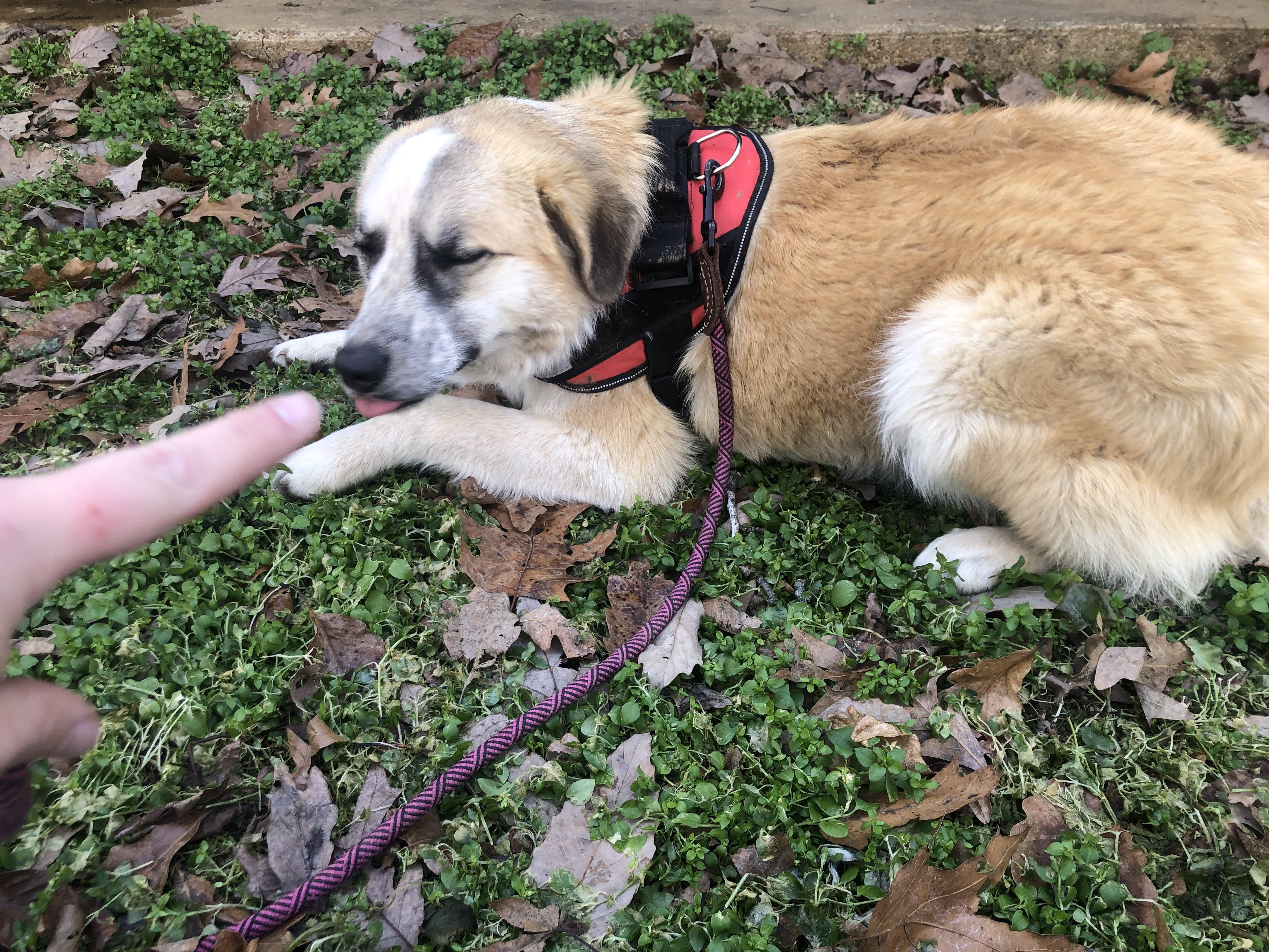 Izzy, a Adoptable mixed breed in Waynesboro, TN image 2/4