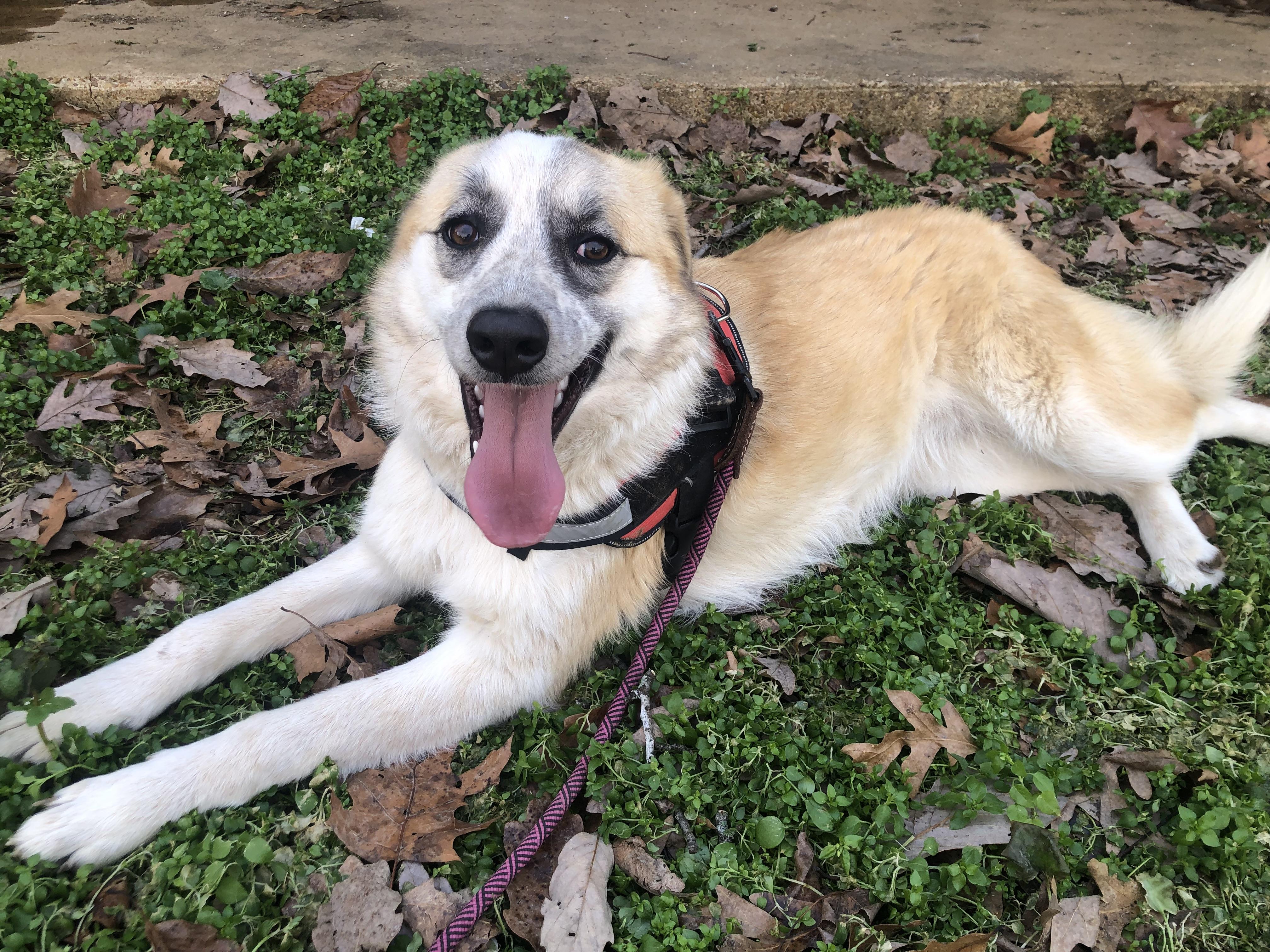 Izzy, a Adoptable mixed breed in Waynesboro, TN image 3/4