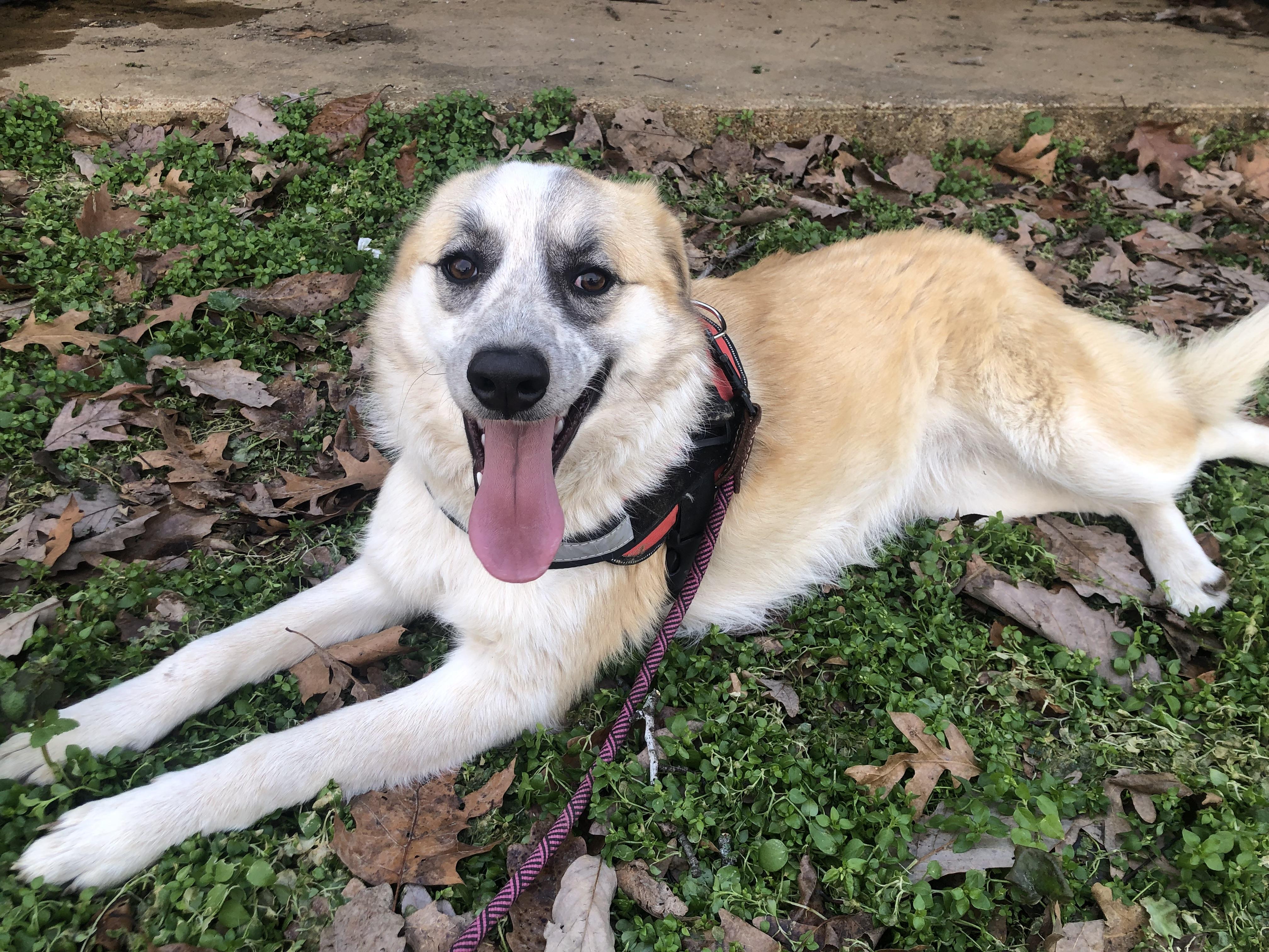 Izzy, a Adoptable mixed breed in Waynesboro, TN image 4/4
