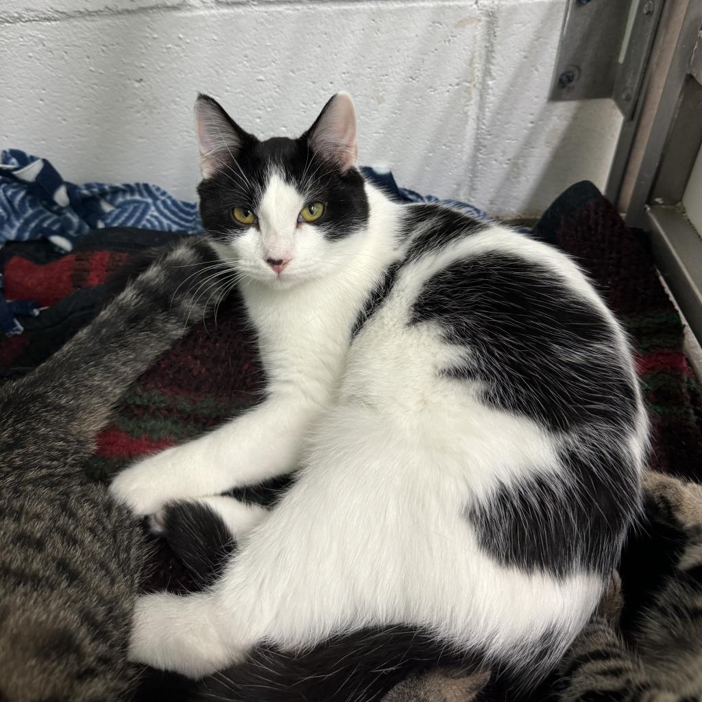 Cameron, a Adoptable Domestic Short Hair in Albert Lea, MN image 1/6