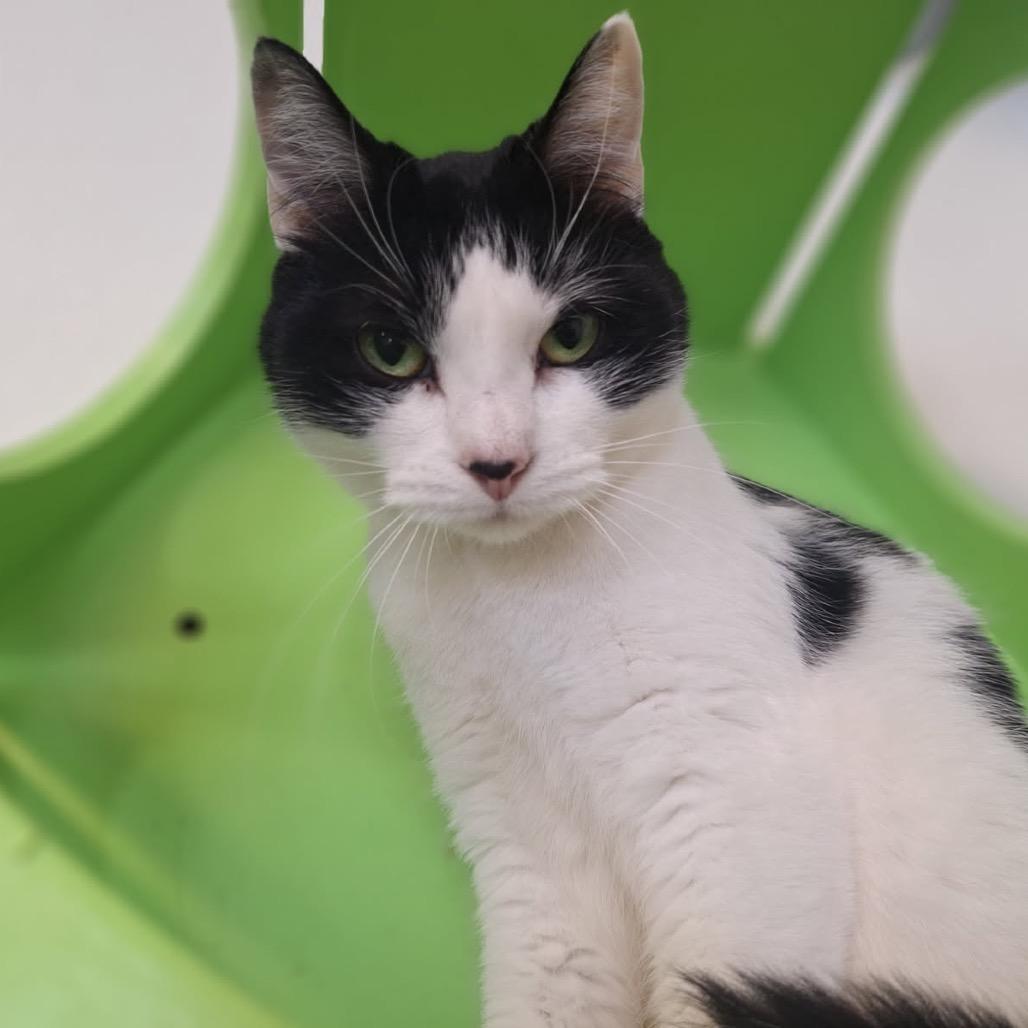 Cameron, a Adoptable Domestic Short Hair in Albert Lea, MN image 2/6