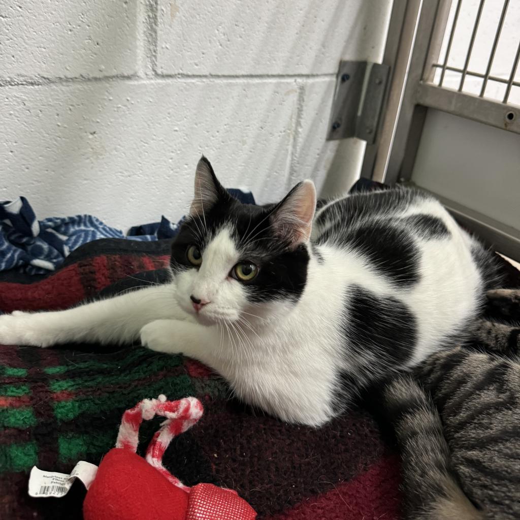 Cameron, a Adoptable Domestic Short Hair in Albert Lea, MN image 4/6