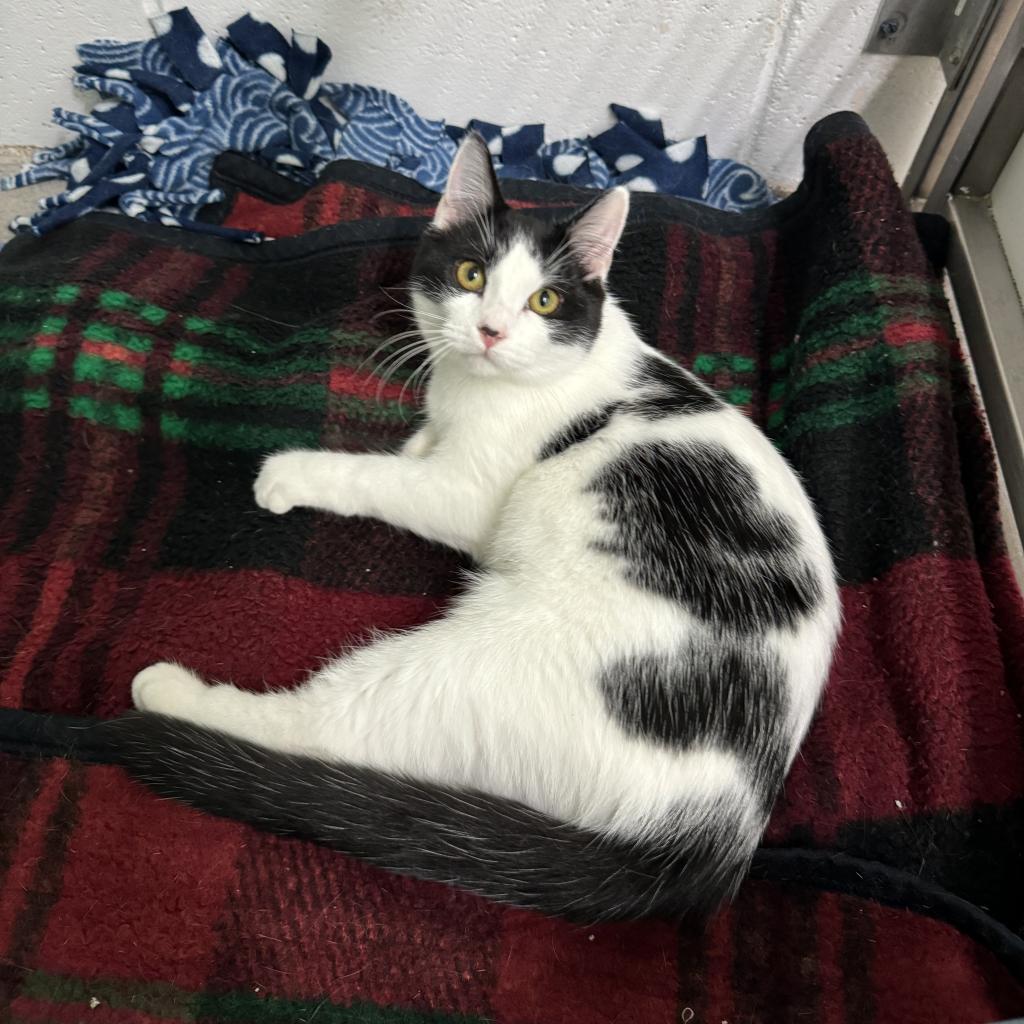 Cameron, a Adoptable Domestic Short Hair in Albert Lea, MN image 5/6