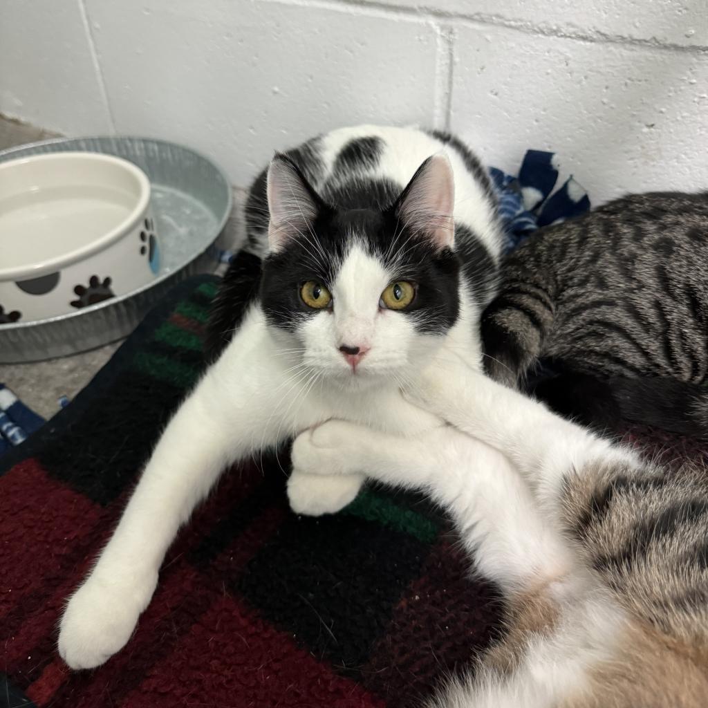 Cameron, a Adoptable Domestic Short Hair in Albert Lea, MN image 6/6