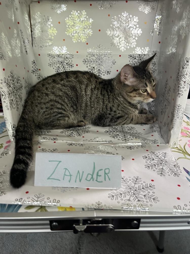 Frappe, Adopted, Young Female Domestic Short Hair.
