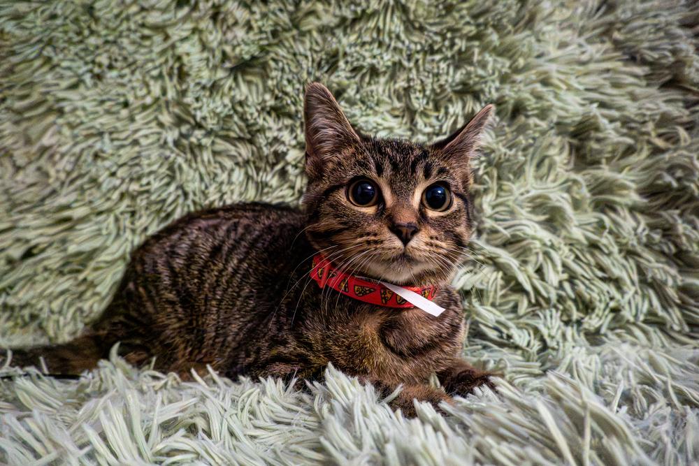 Enlarge Frappe, a Adopted Domestic Short Hair in Wheaton, IL image 2/3