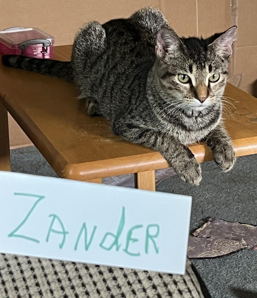 Enlarge Frappe, a Adopted Domestic Short Hair in Wheaton, IL image 3/3