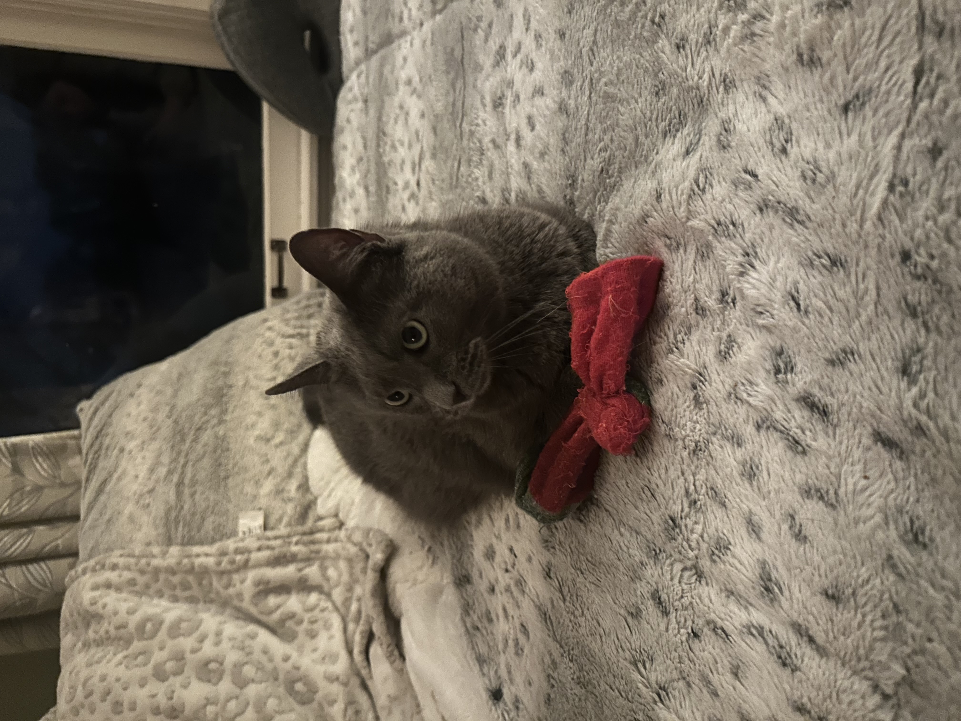 Grey