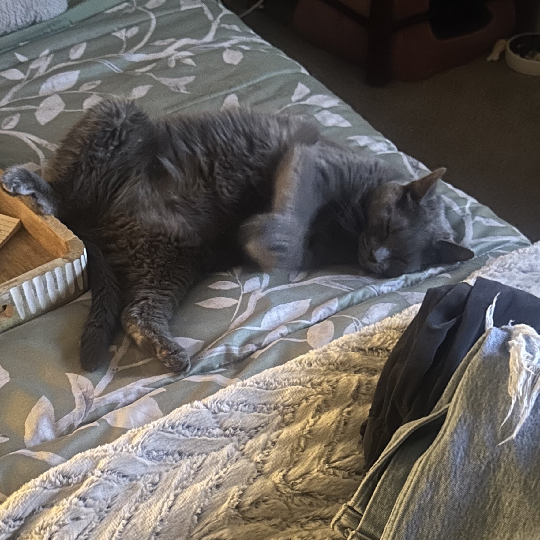 Grey photo 3