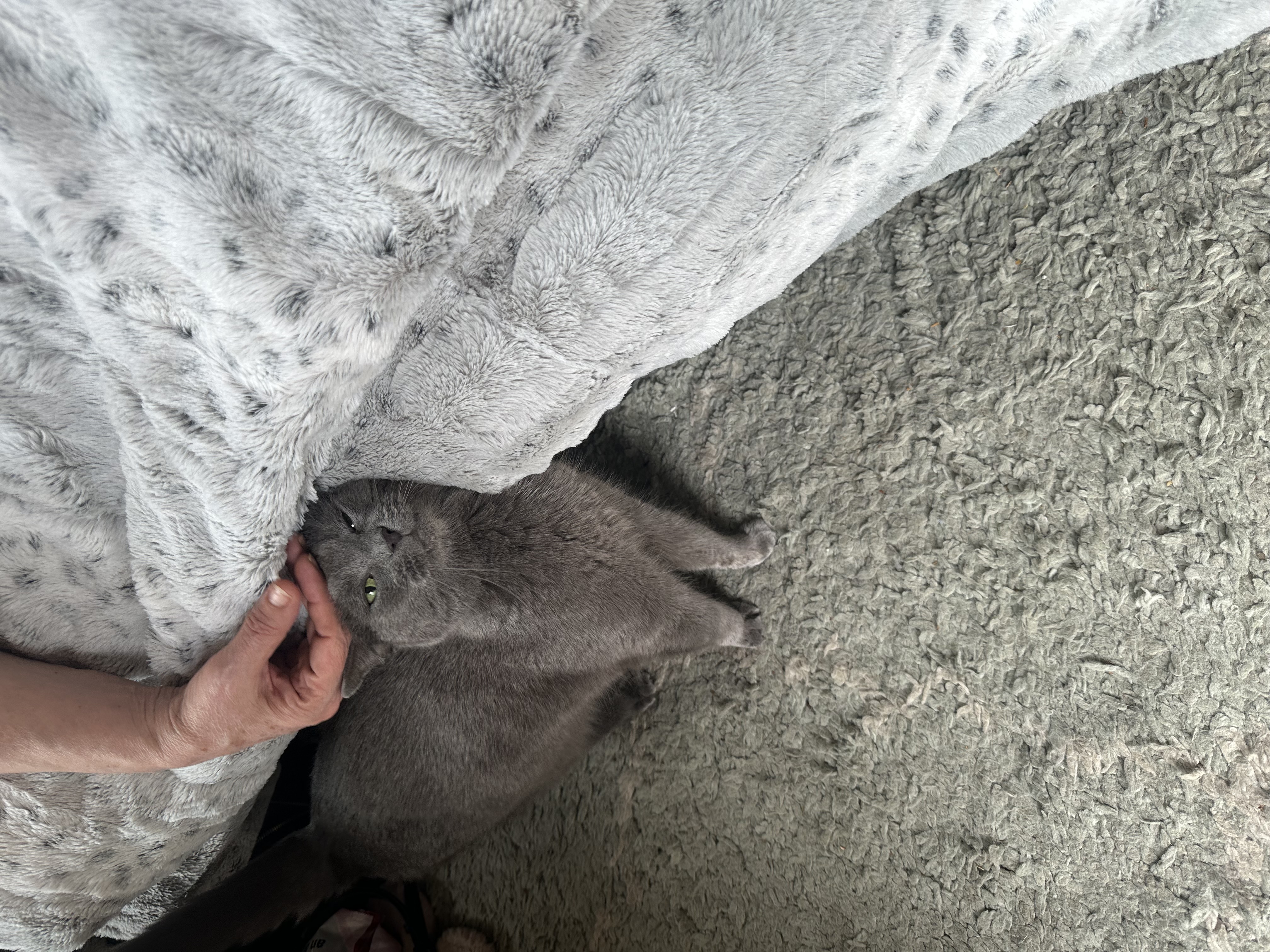 Grey photo 2