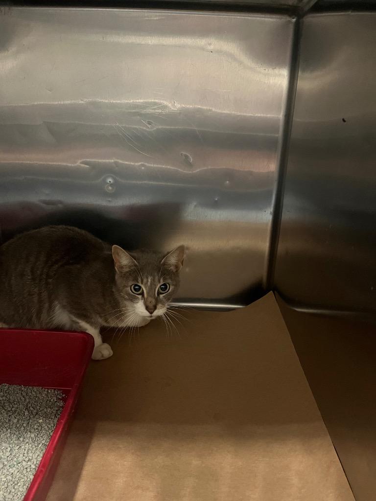 Didi, Adoptable, Young Female Domestic Short Hair.