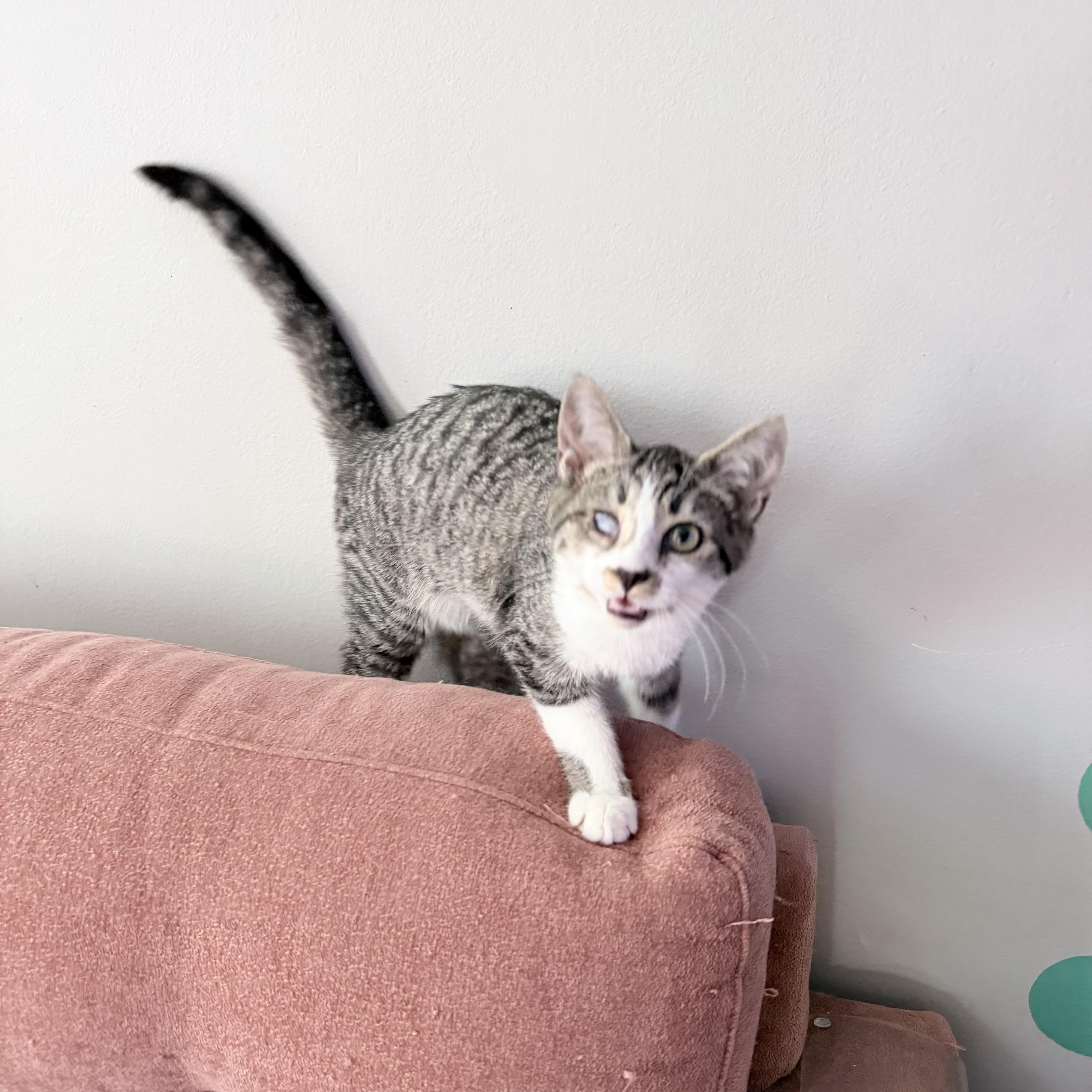 Enlarge Uruk-hai, a Adoptable Domestic Short Hair in Seneca, SC image 2/6