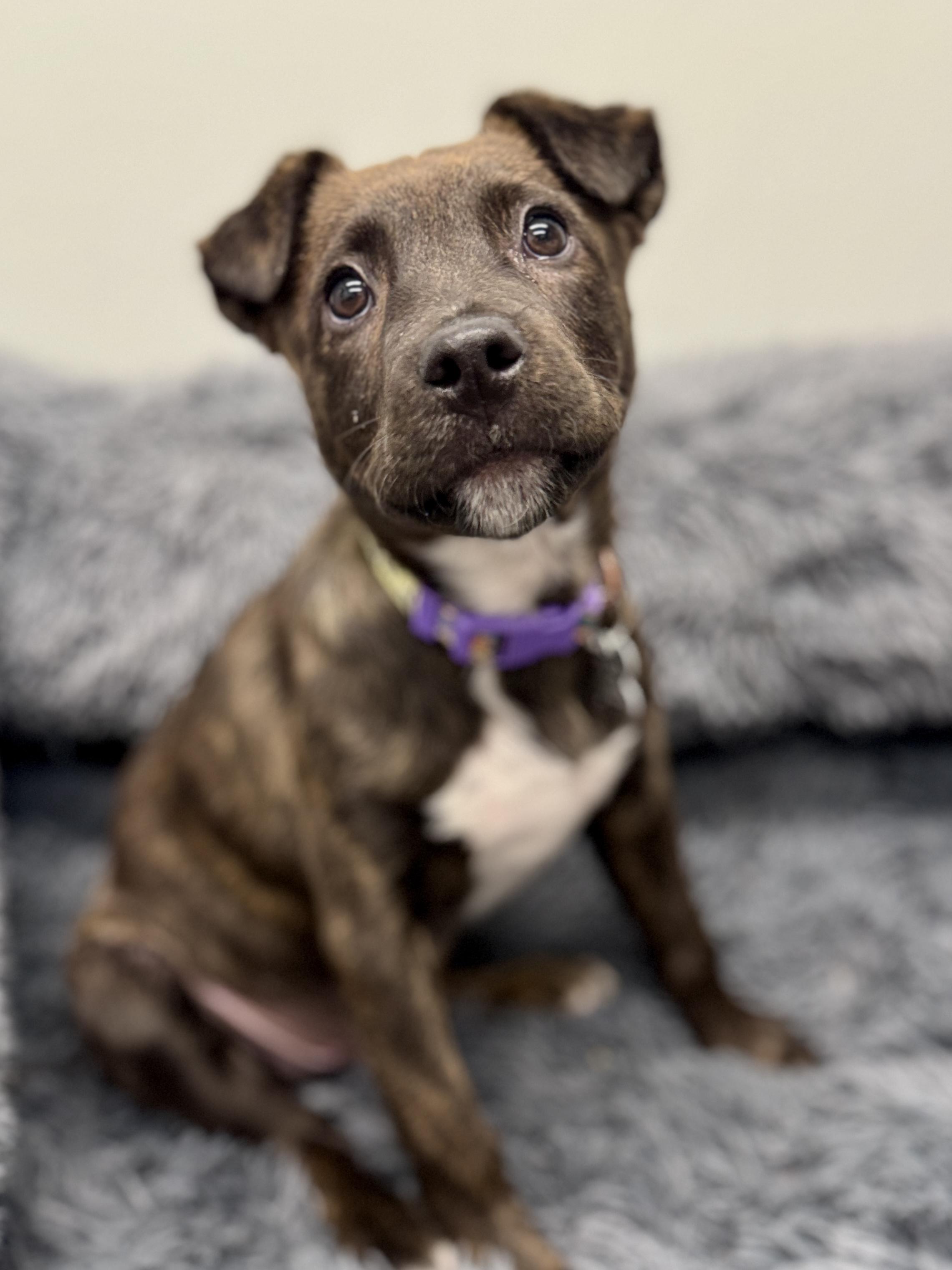 Enlarge Winn DIxie, an adoptable mixed breed in Palatine, IL image 2/6