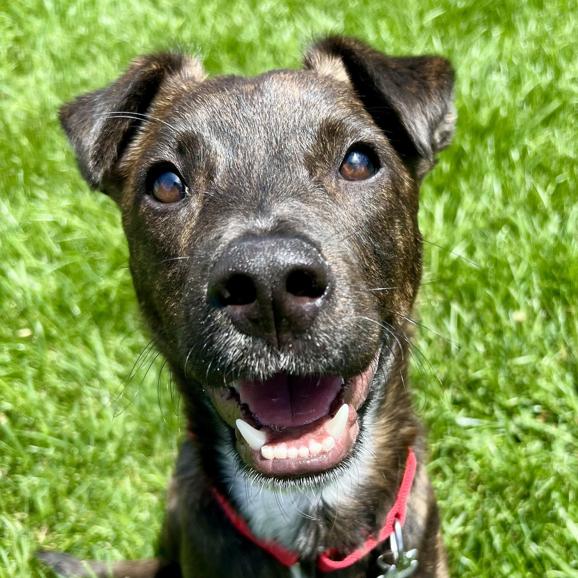 Winn DIxie, an adoptable mixed breed in Palatine, IL image 1/4