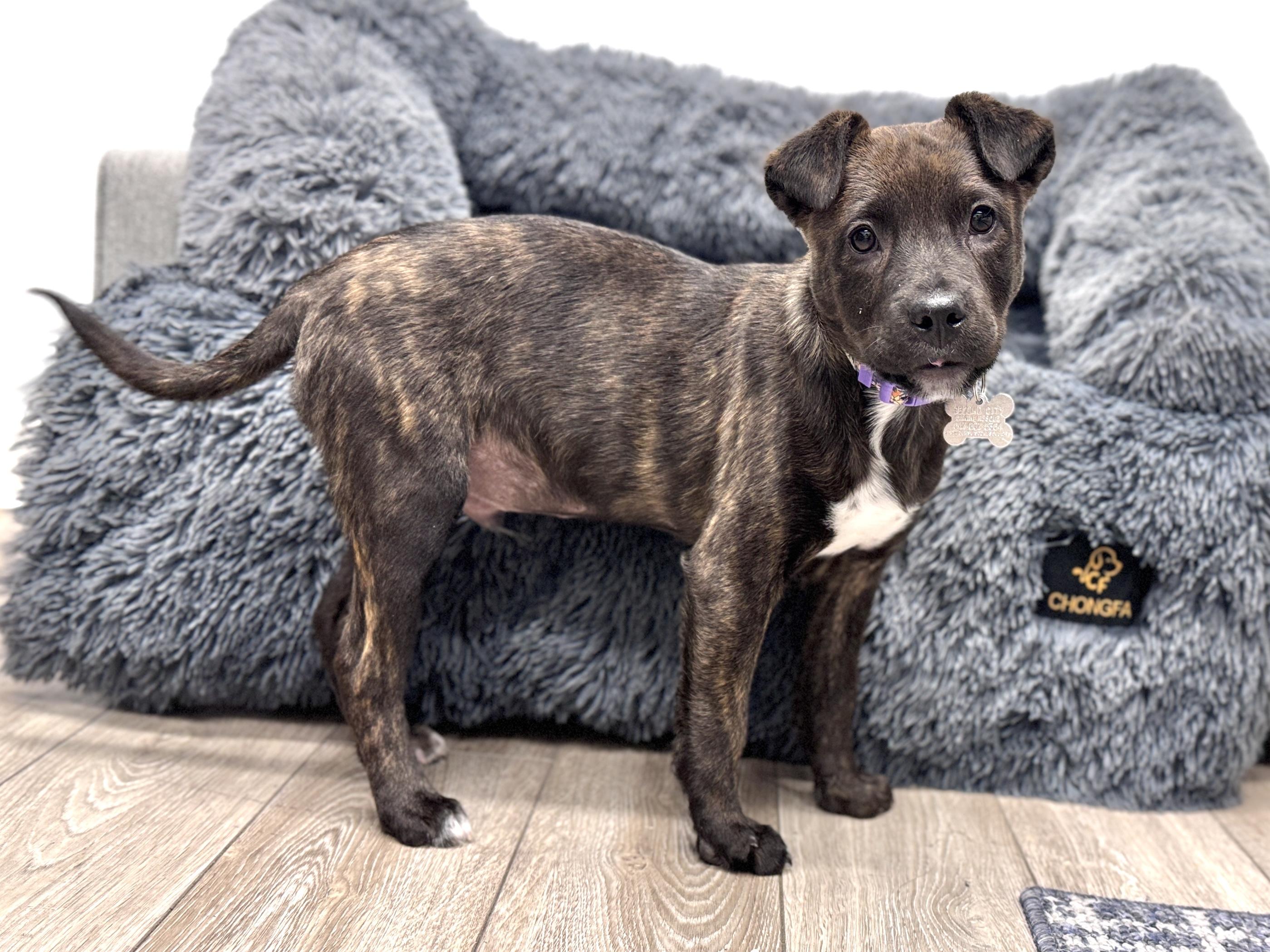 Enlarge Winn DIxie, an adoptable mixed breed in Palatine, IL image 3/6