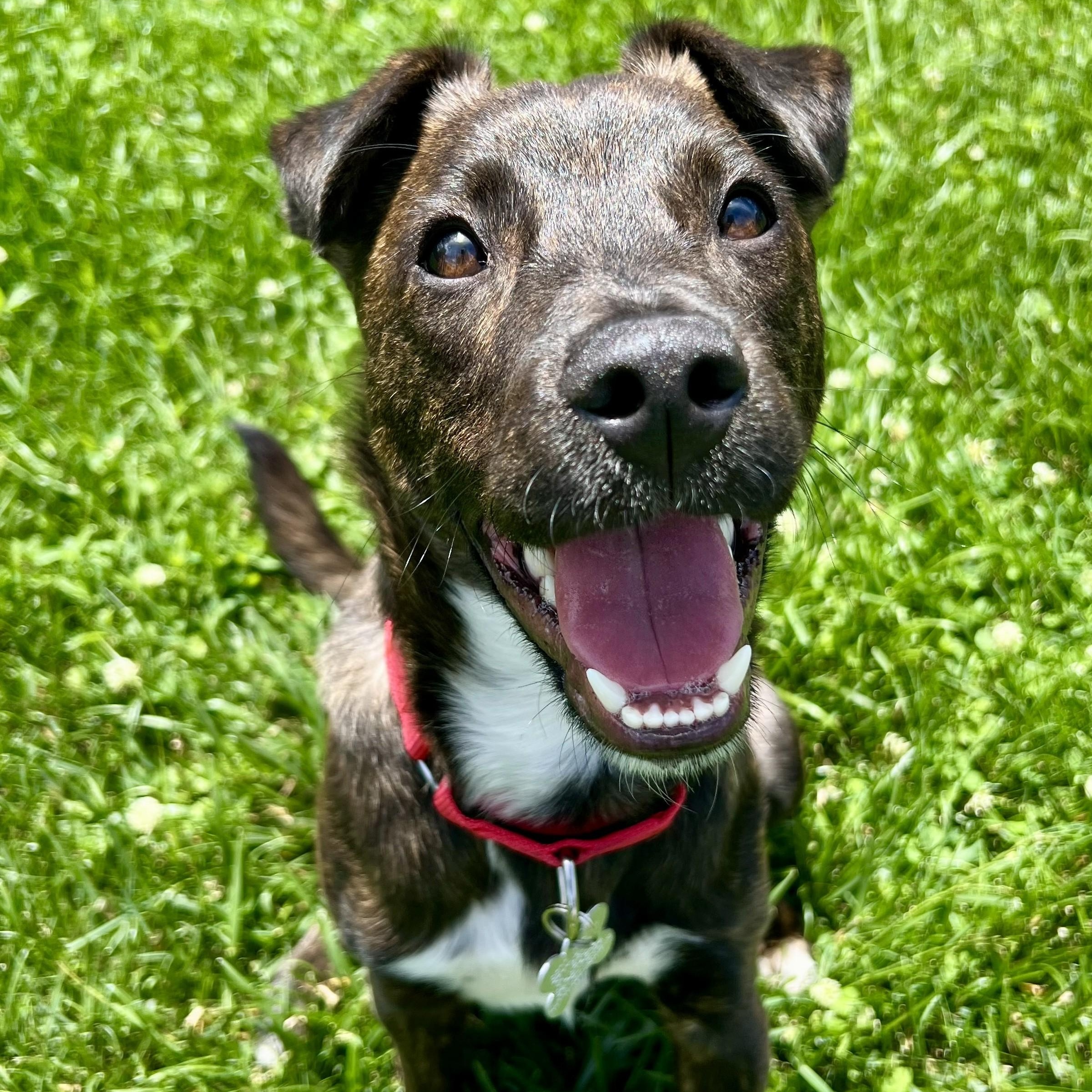 Winn DIxie, an adoptable mixed breed in Palatine, IL image 3/4