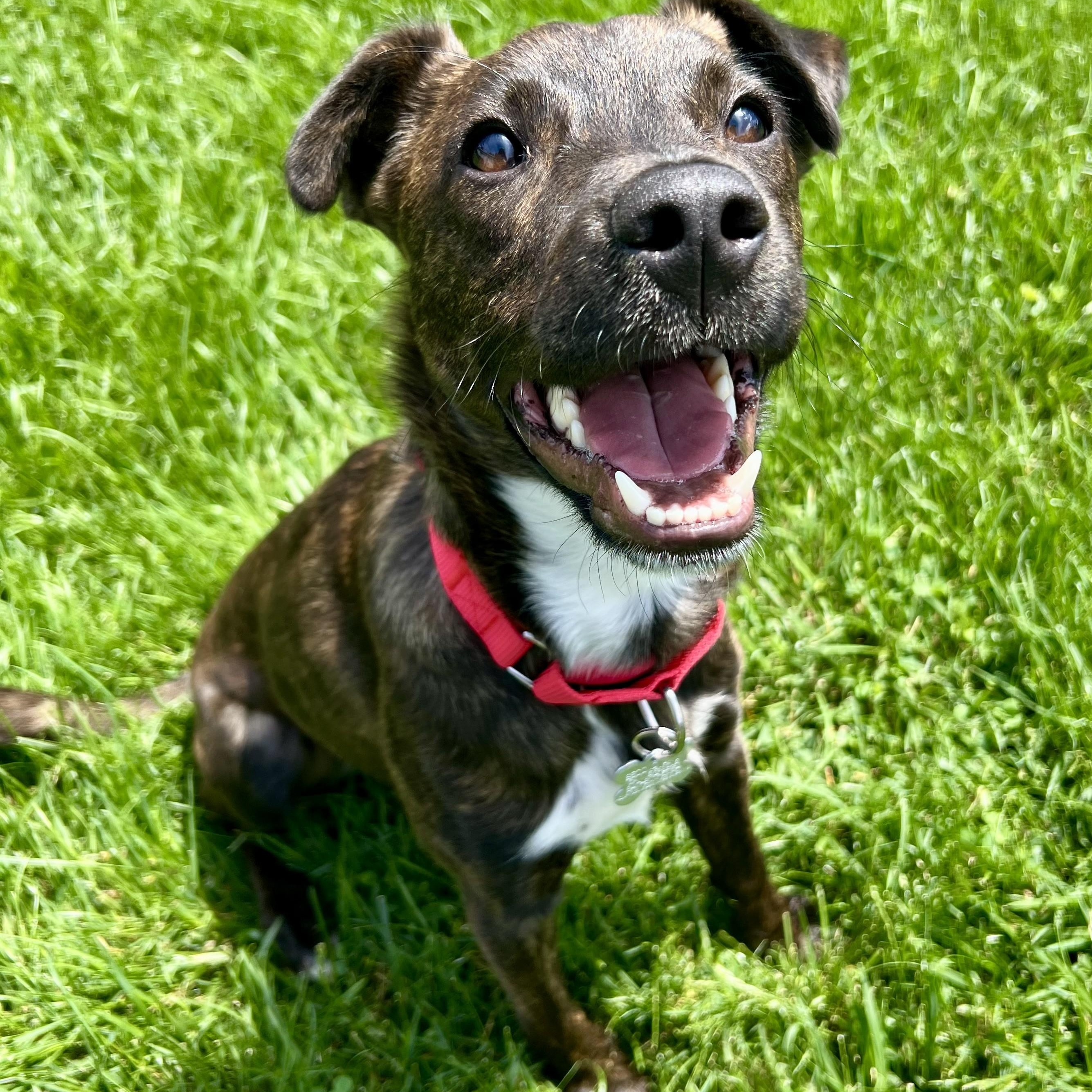 Winn DIxie, an adoptable mixed breed in Palatine, IL image 2/4