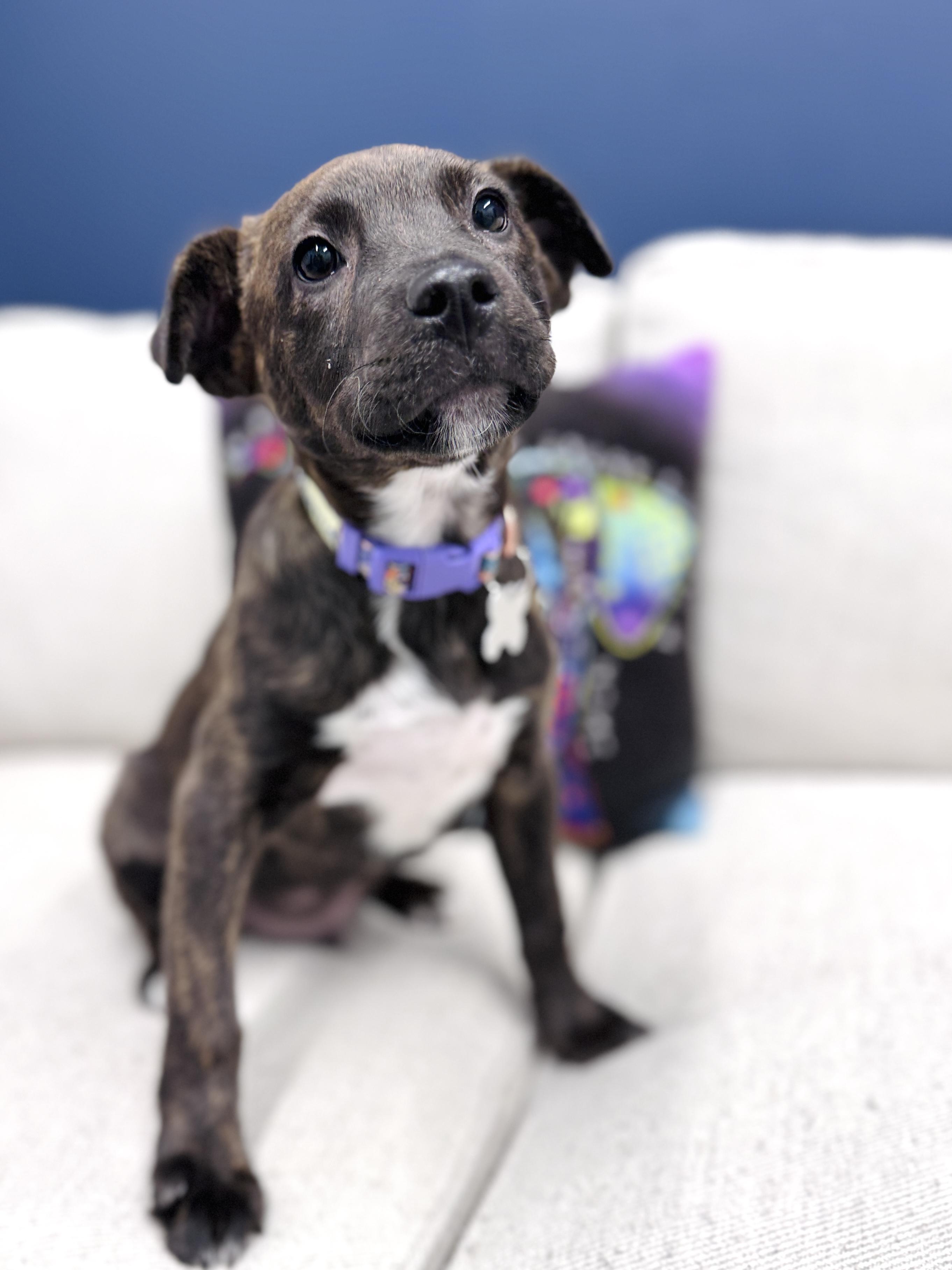 Winn Dixie thumbnail 5