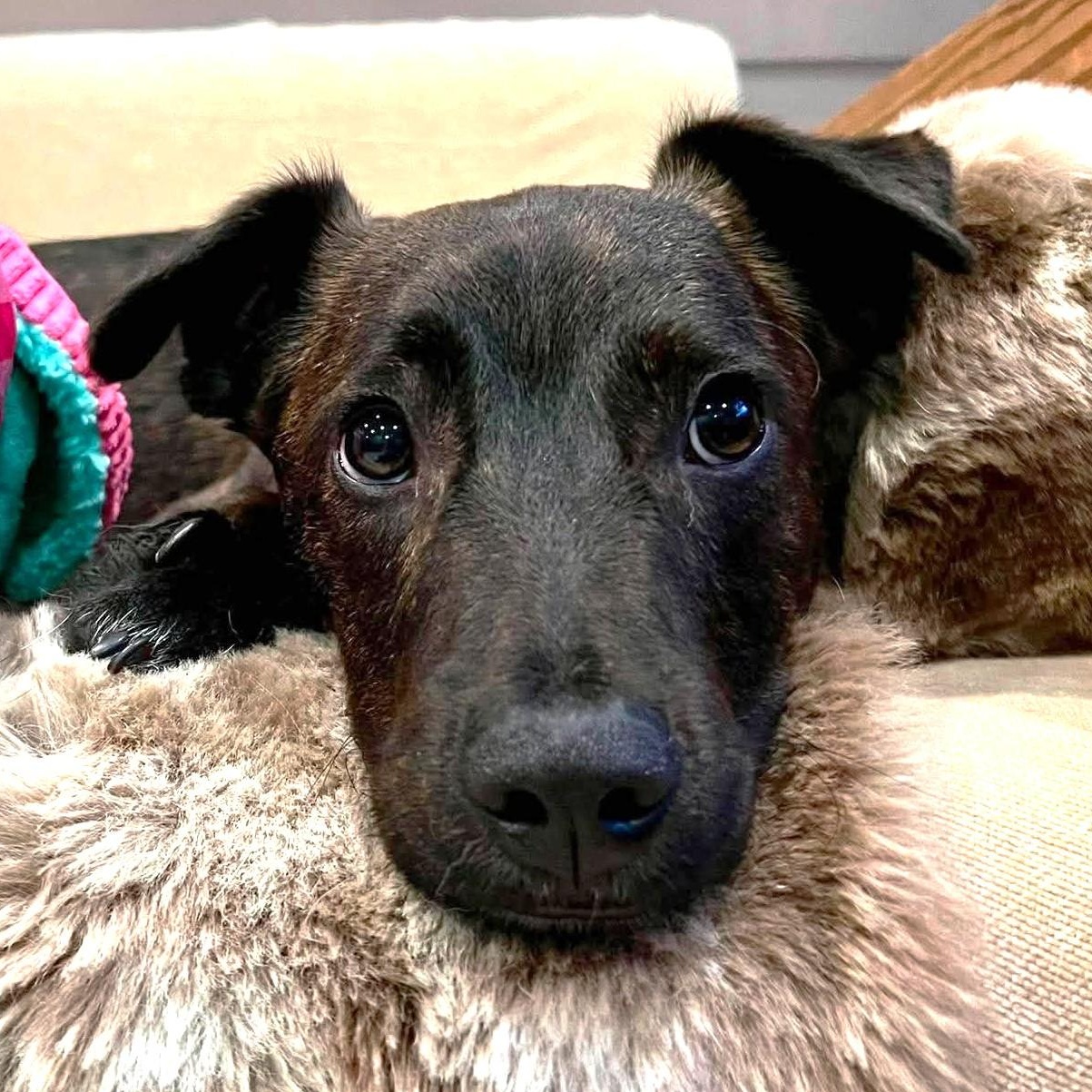 Winn DIxie, an adoptable mixed breed in Palatine, IL image 4/4